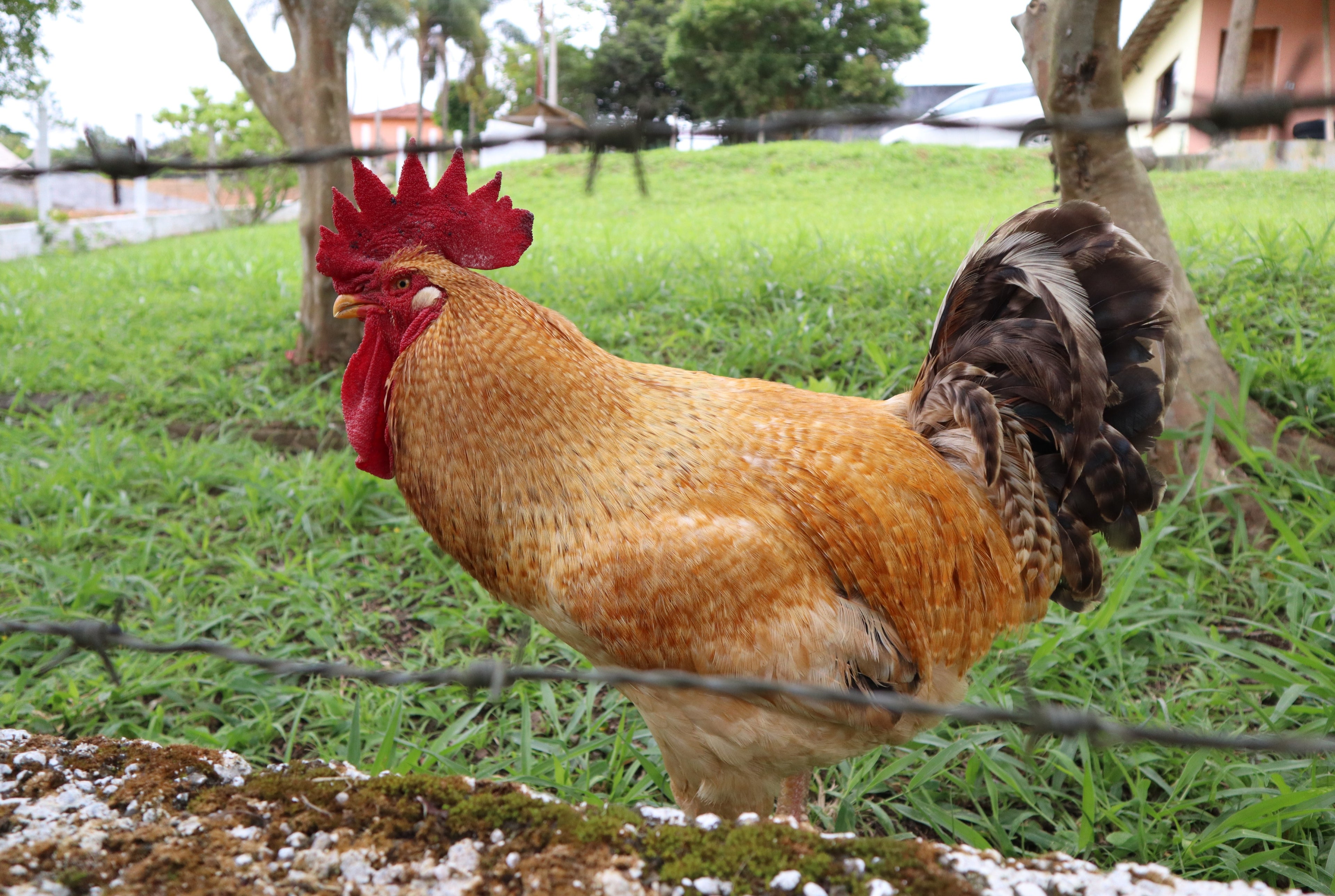 NEW HAMPSHIRE RED PULLET