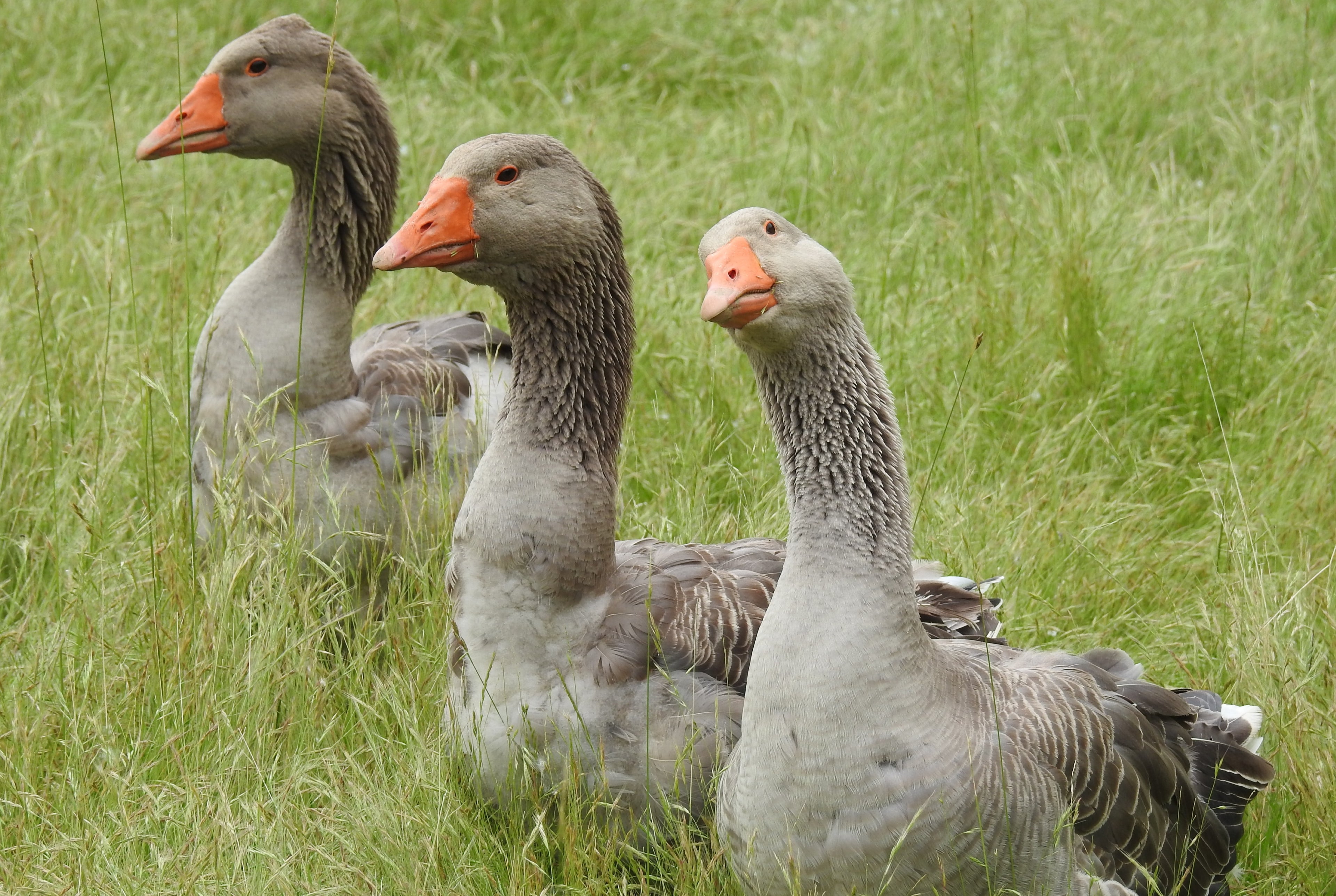 FRENCH TOULOUSE GOSLING