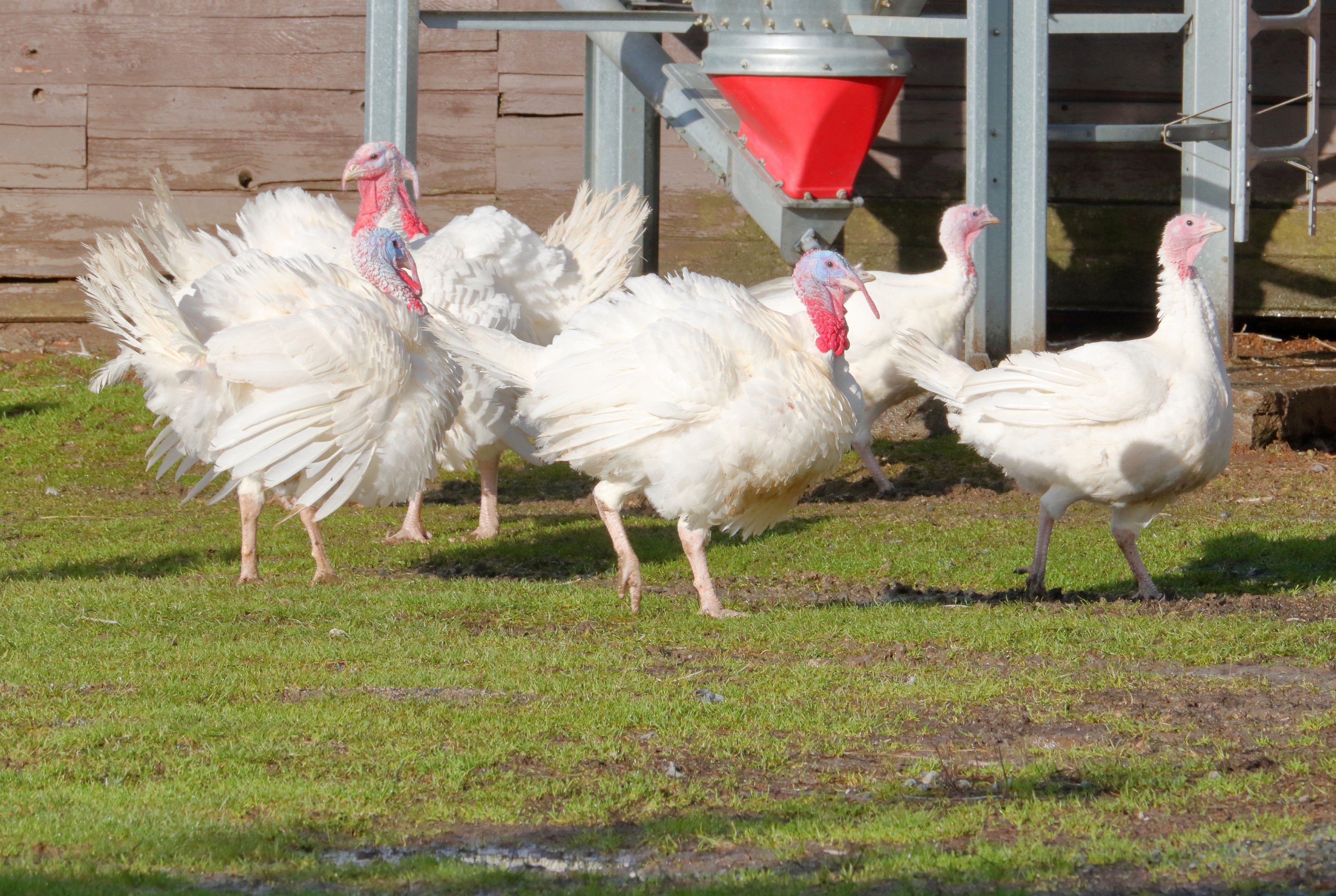 WHITE HOLLAND TURKEY SR
