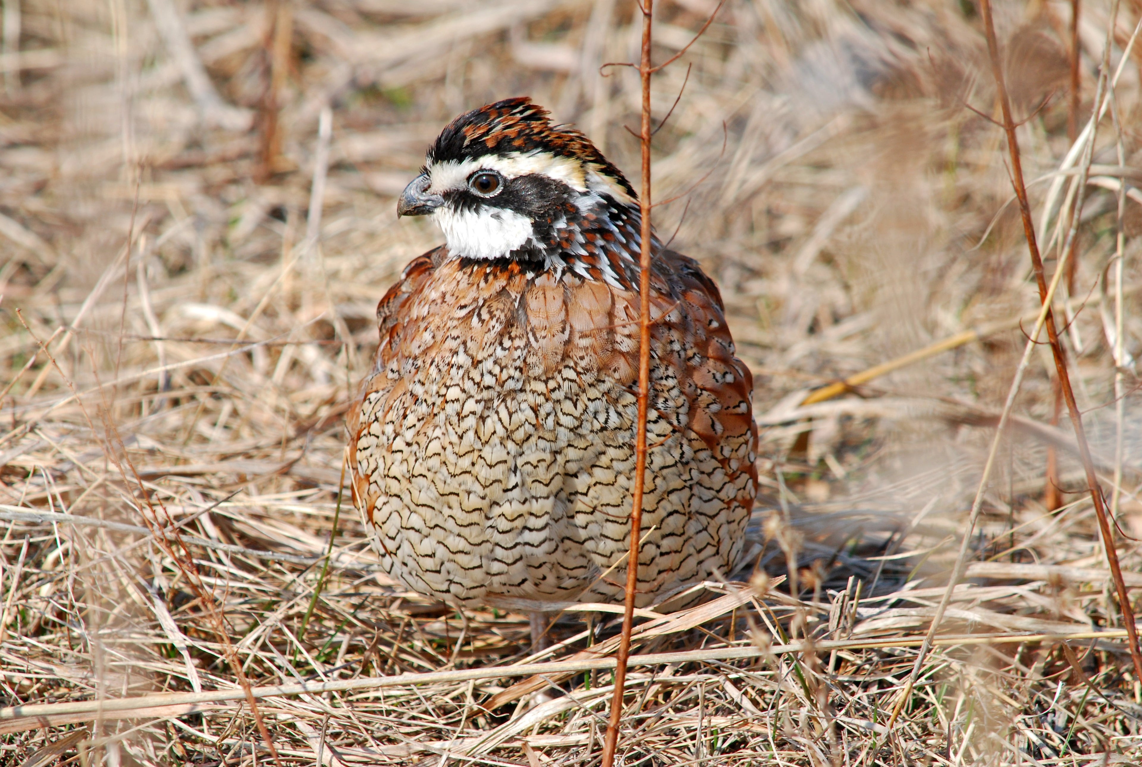 BOBWHITE QUAIL