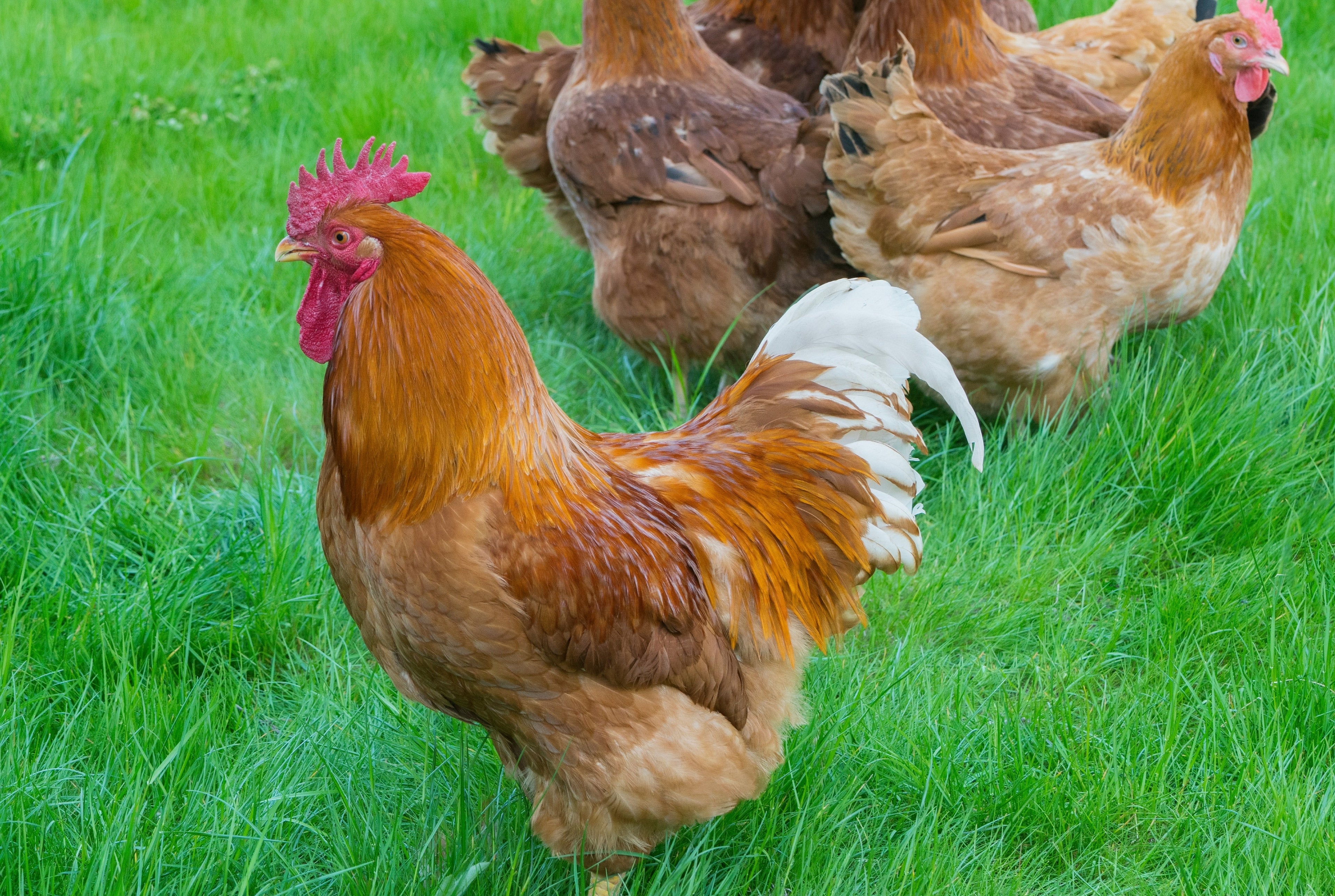 NEW HAMPSHIRE RED PULLET