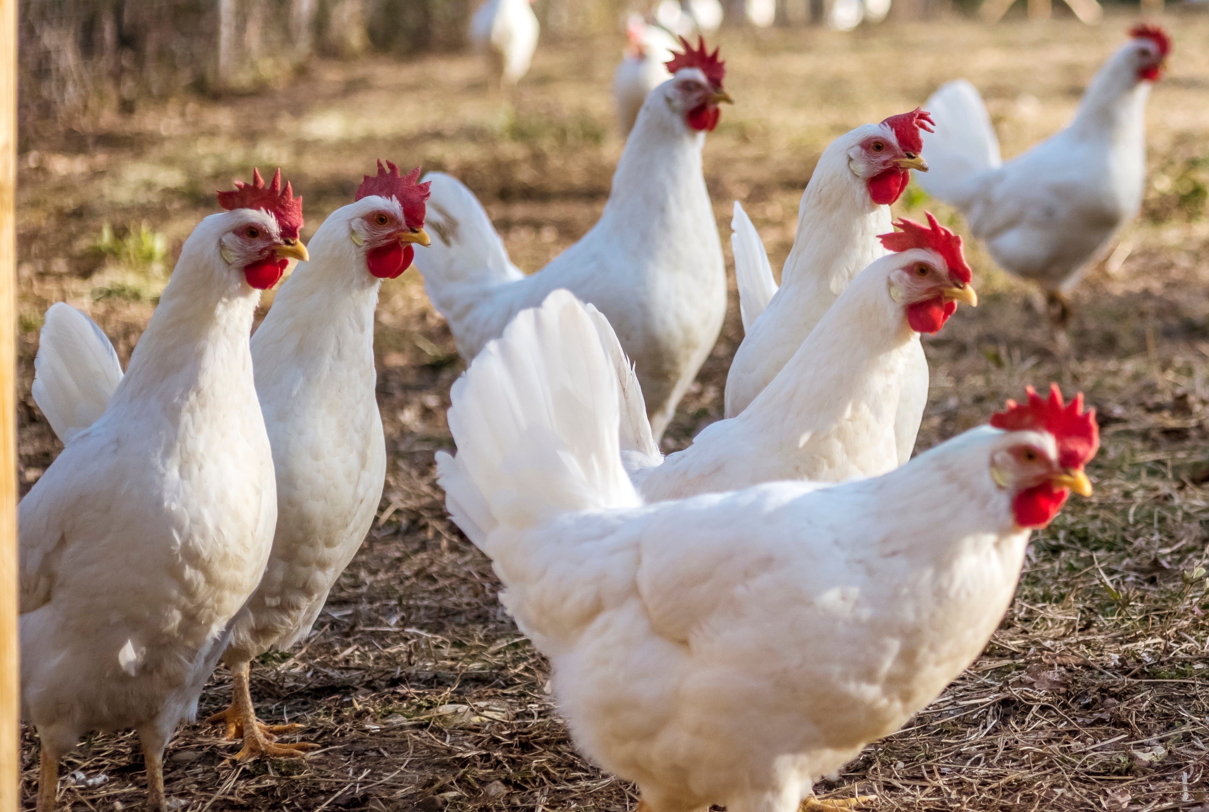 HYLINE WHITE LEGHORN ST. RUN