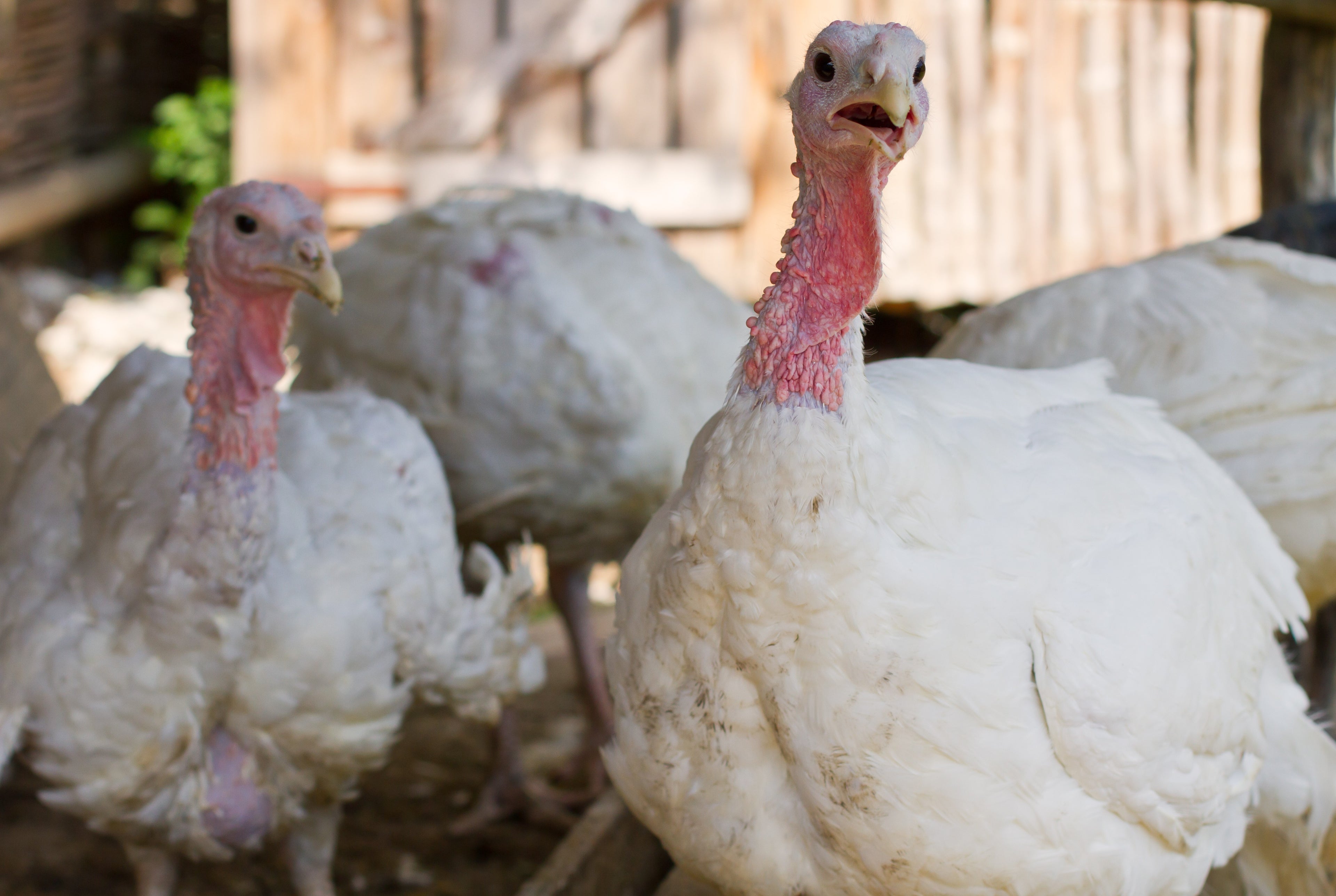 BELTSVILLE SMALL WHITE TURKEY SR