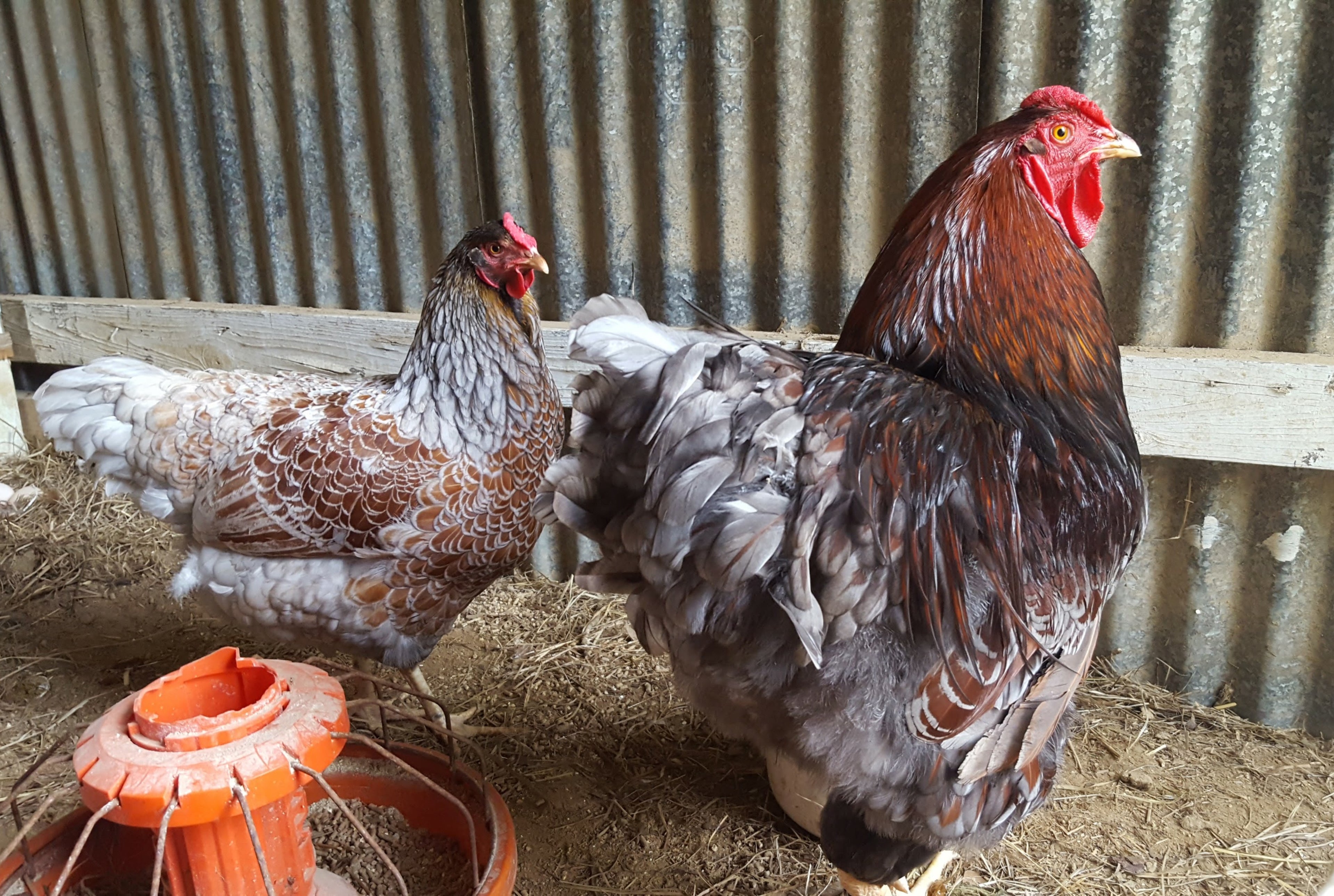 BLUE LACED RED WYANDOTTE SR