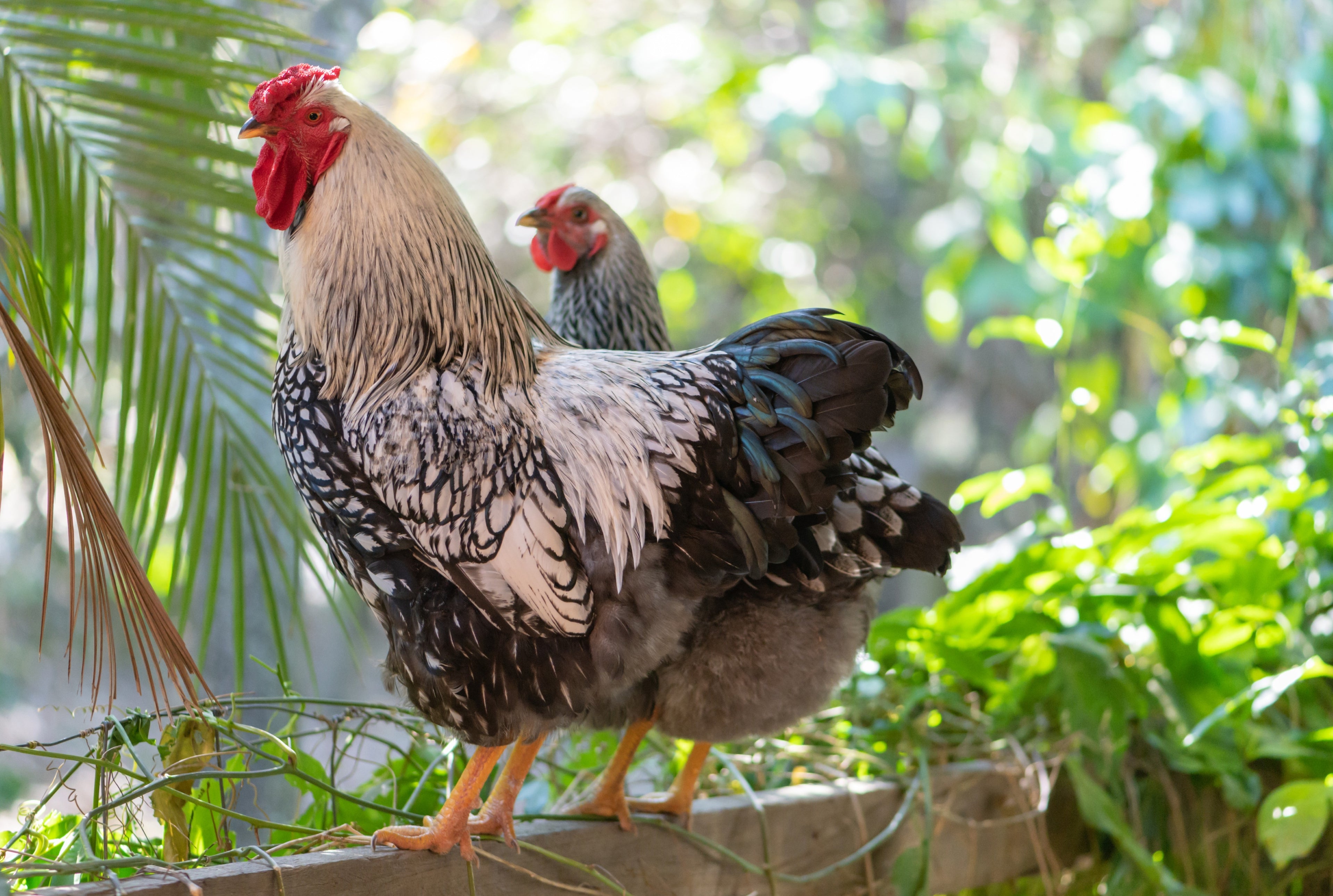 SILVER LACED WYANDOTTE PUL