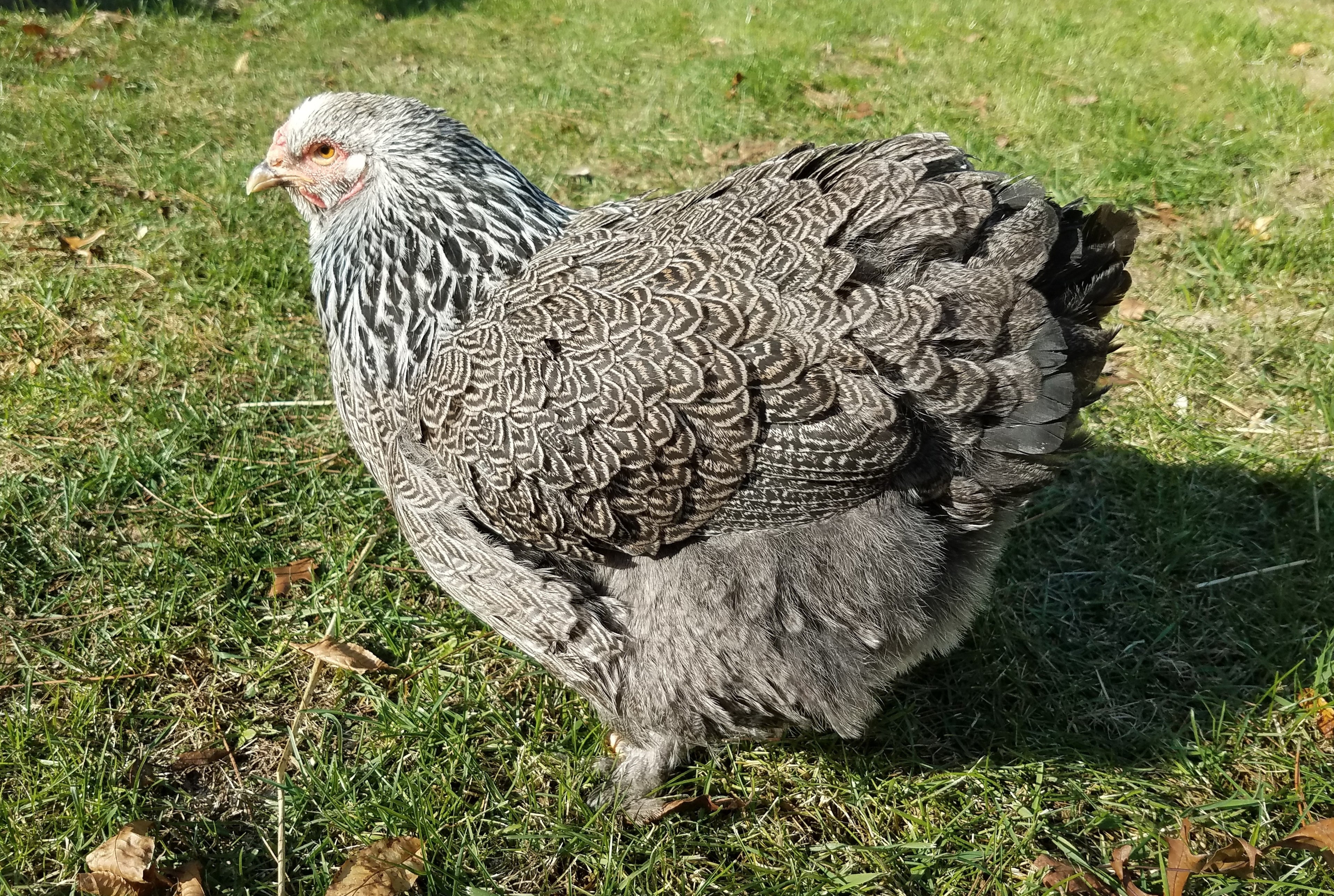 DARK BRAHMA MALE