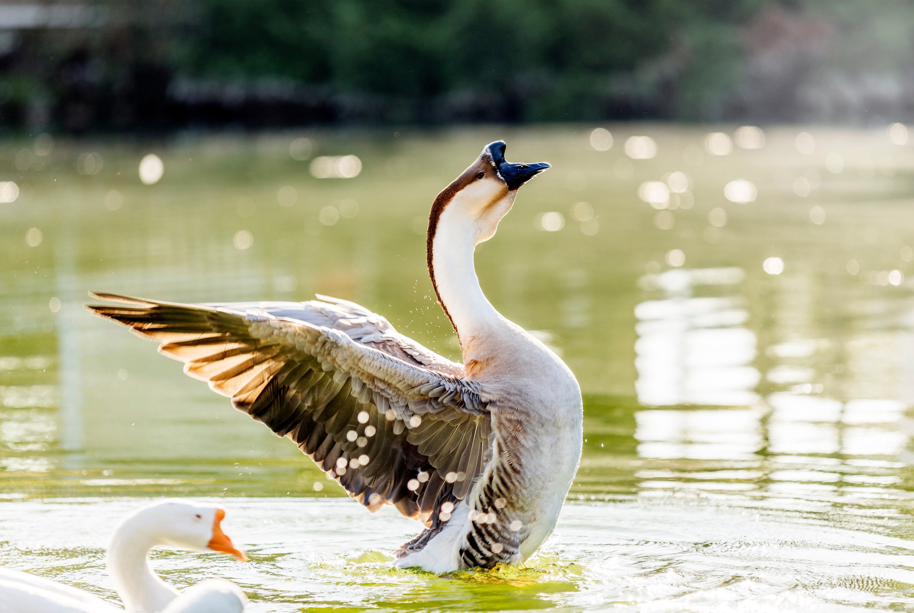 SUPER AFRICAN GOSLING