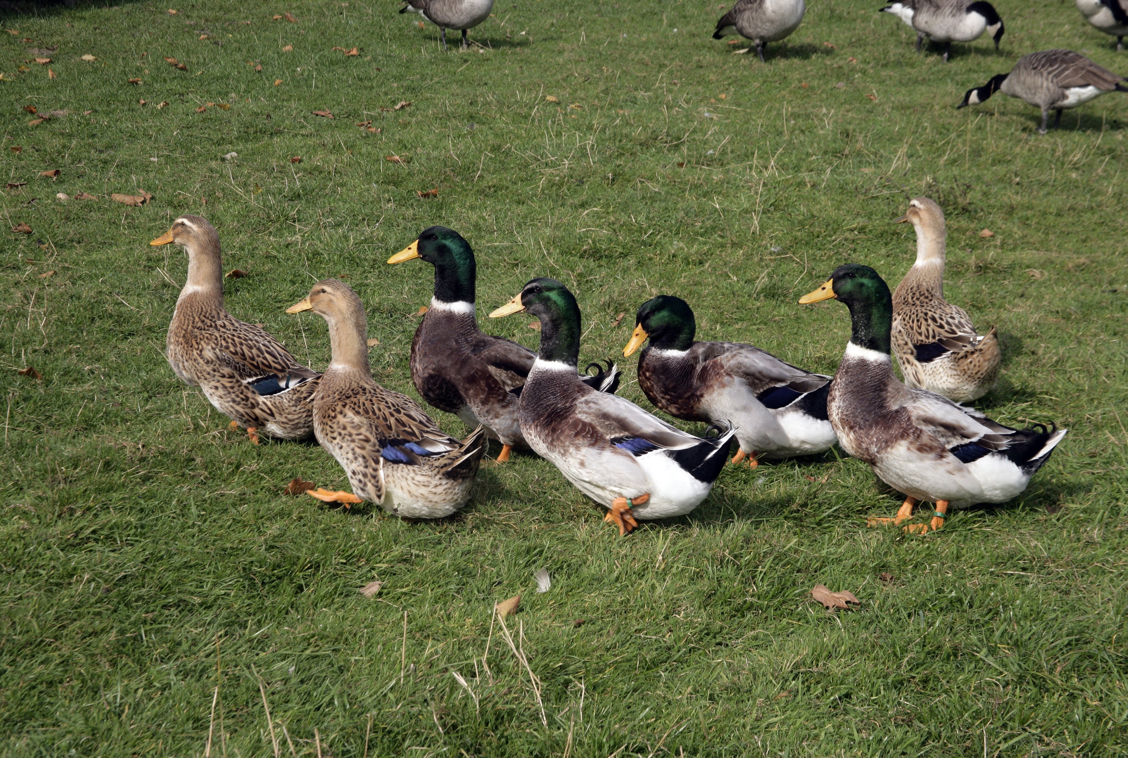 ROUEN DUCK