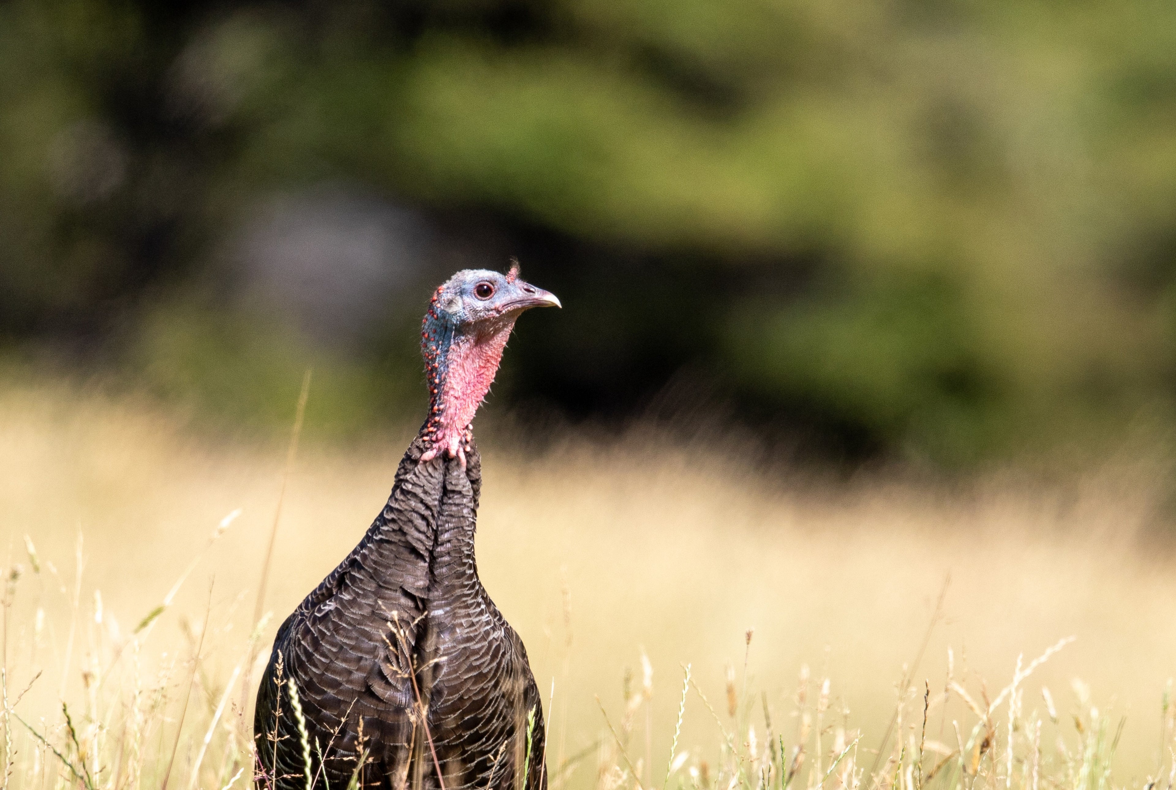 CHOCOLATE TURKEY SR