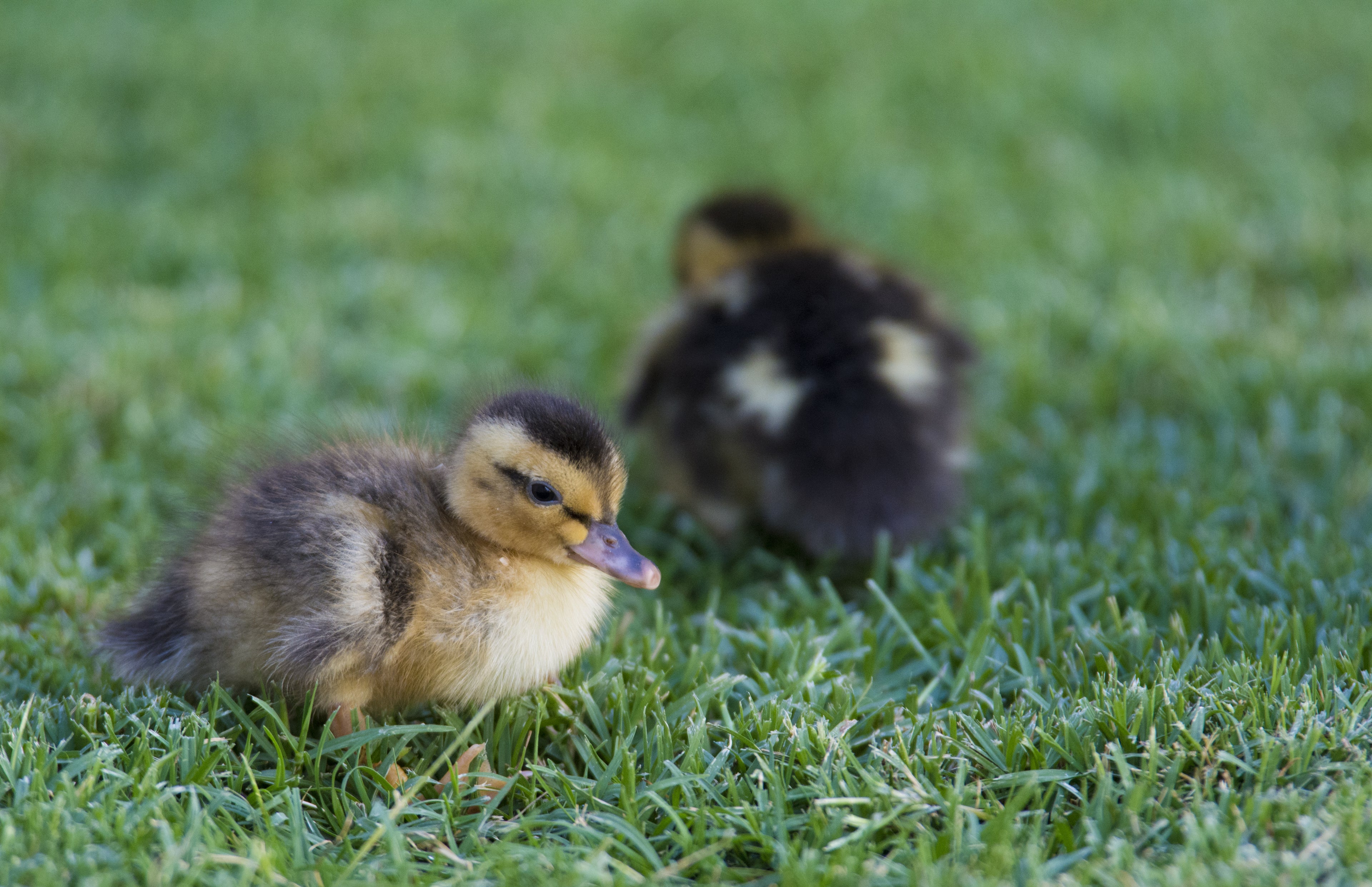 SILVER APPLEYARD DUCK