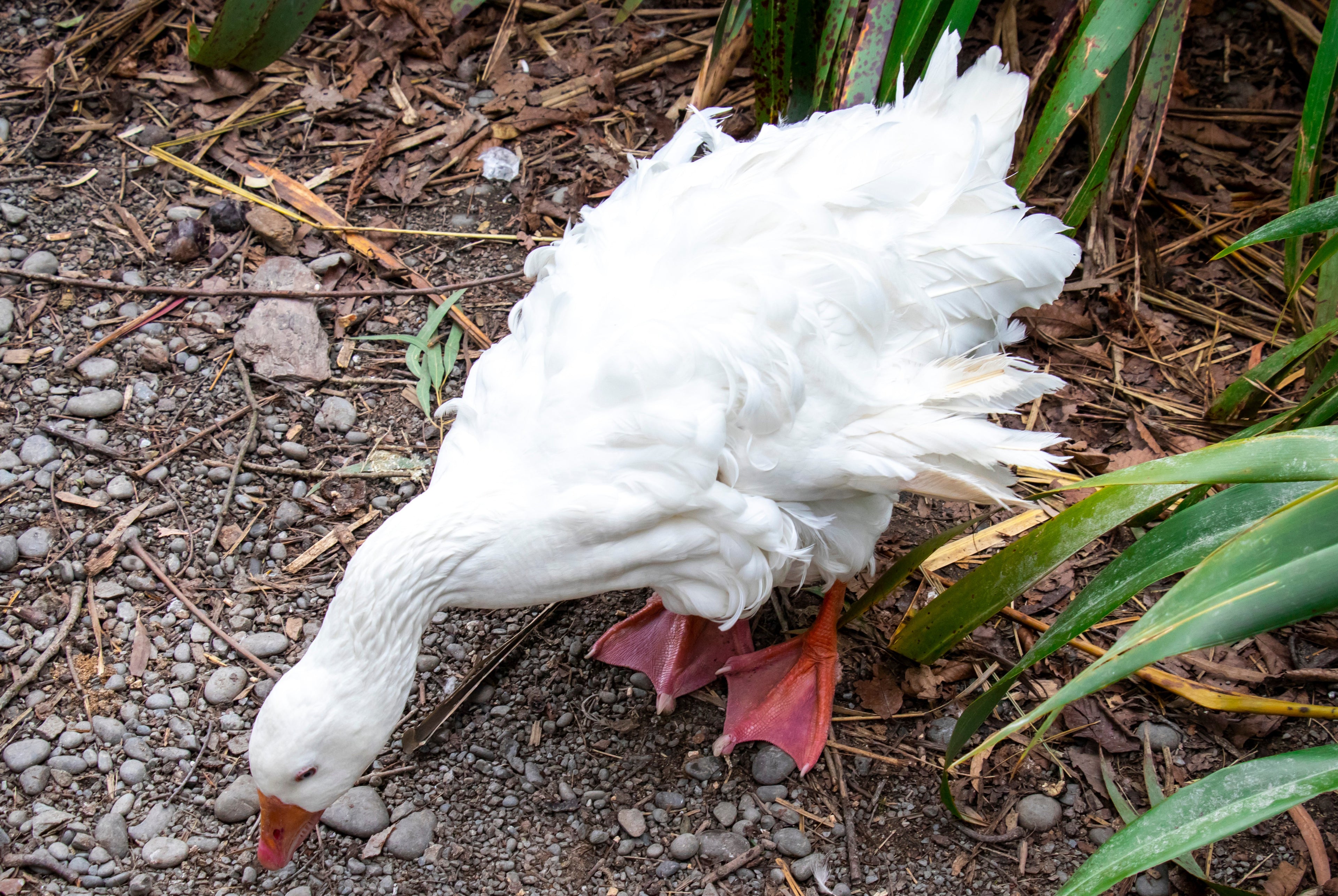 SEBASTOPOL GOOSE