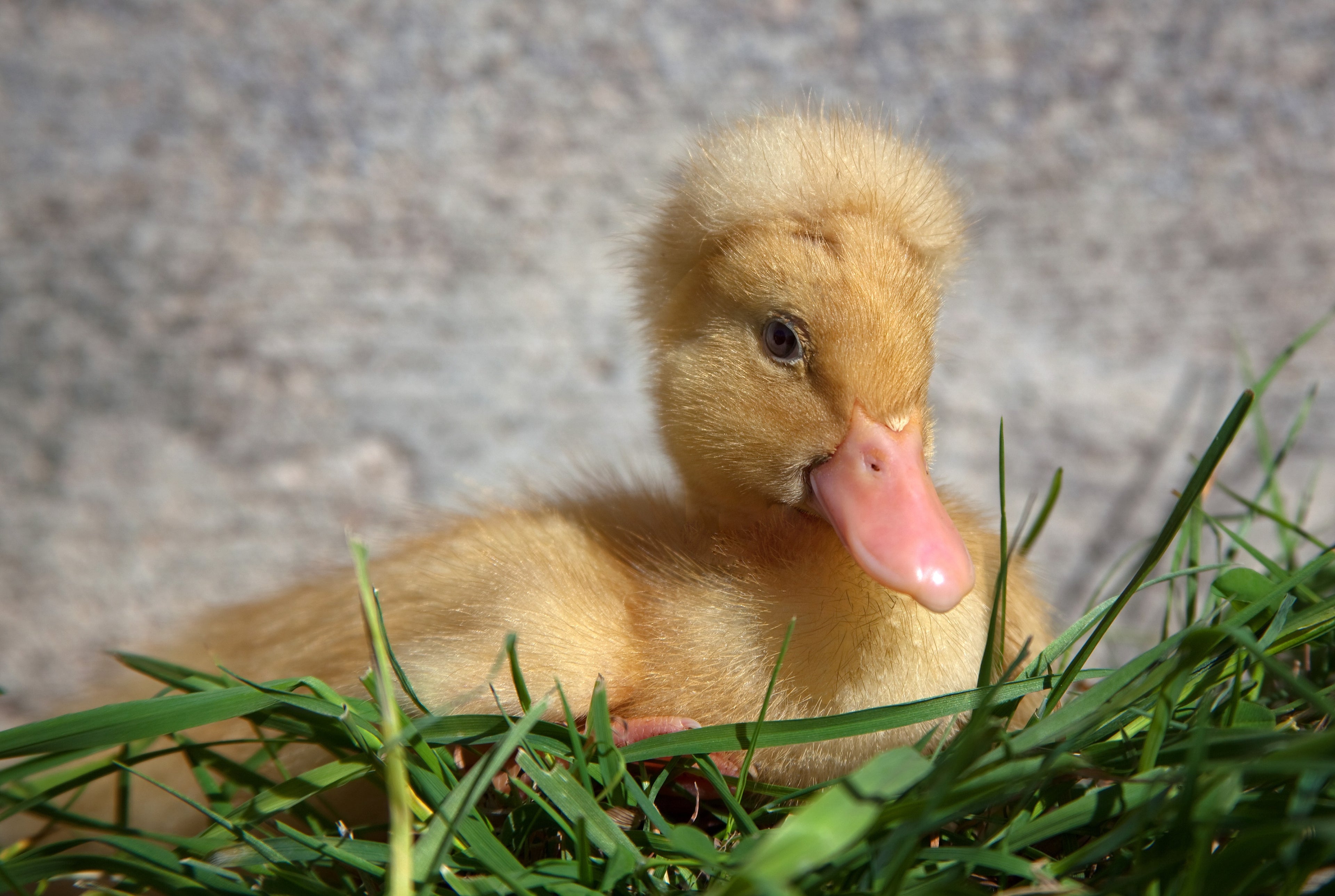 WHITE CRESTED DUCK