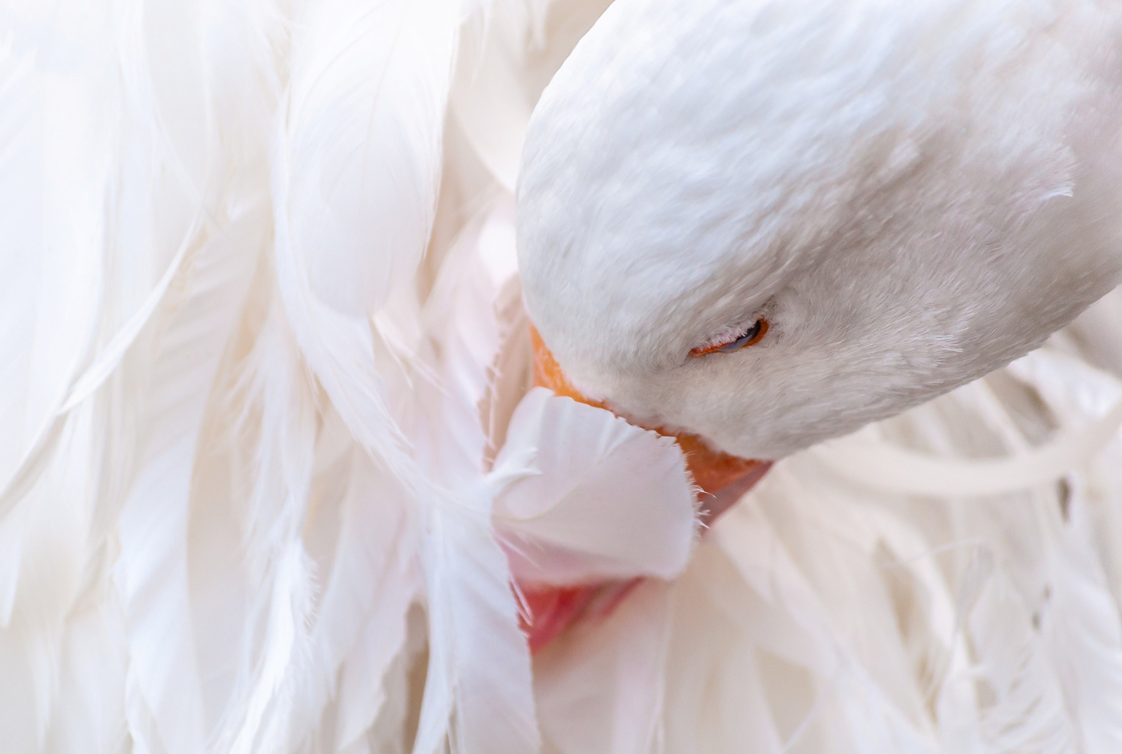 SEBASTOPOL GOOSE