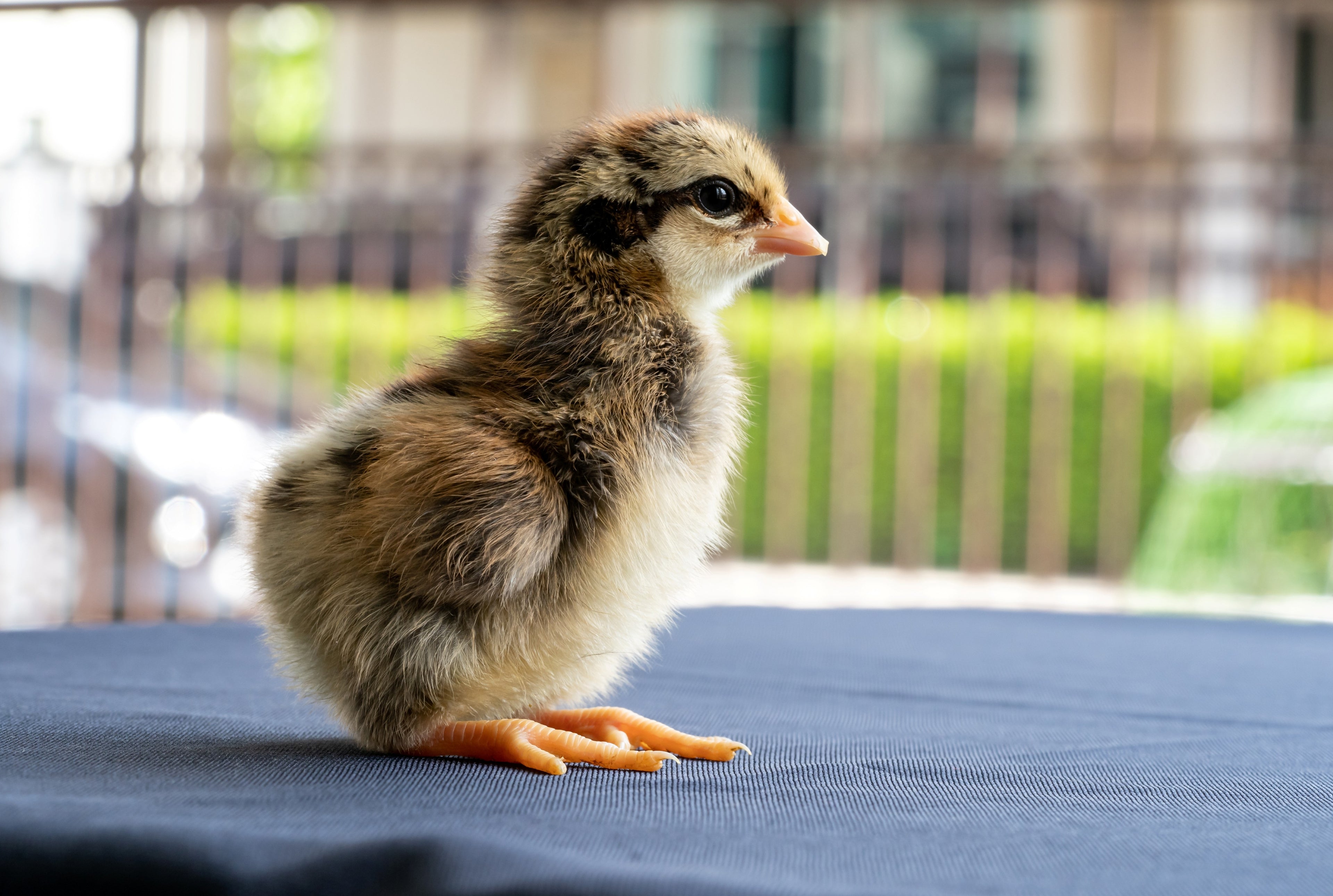 BLUE LACED GOLD WYANDOTTE PULLET