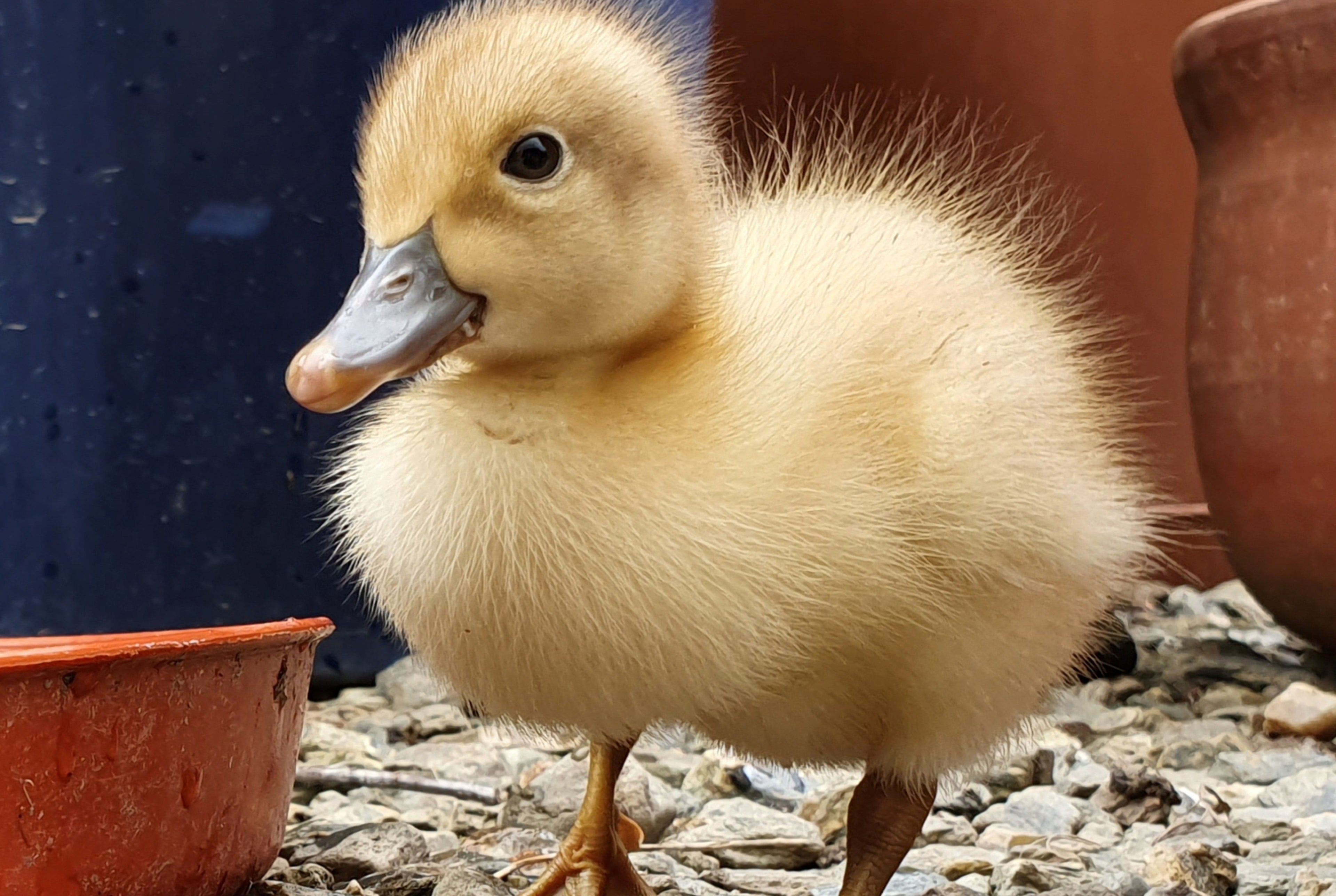 BUFF DUCK