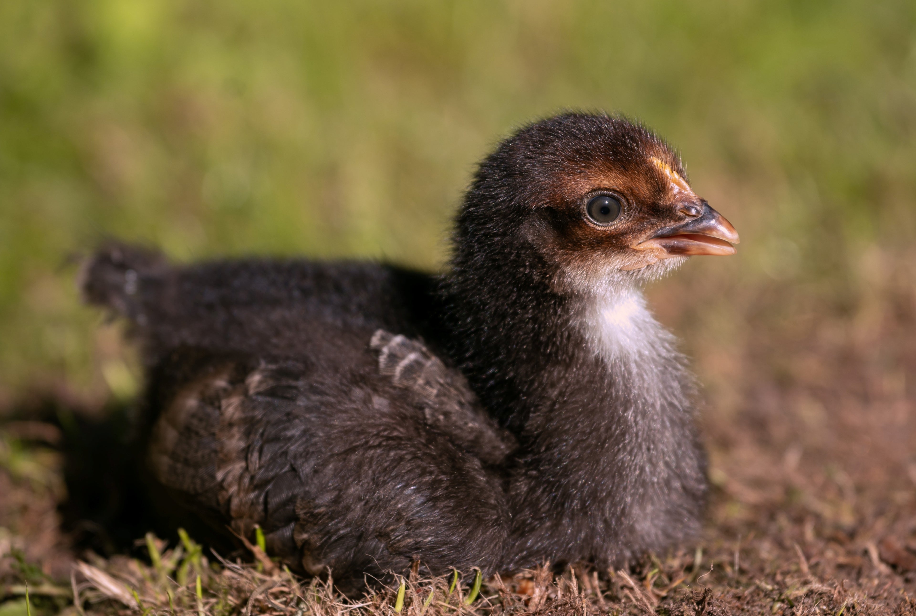 FRENCH BLACK COPPER MARAN PULLET