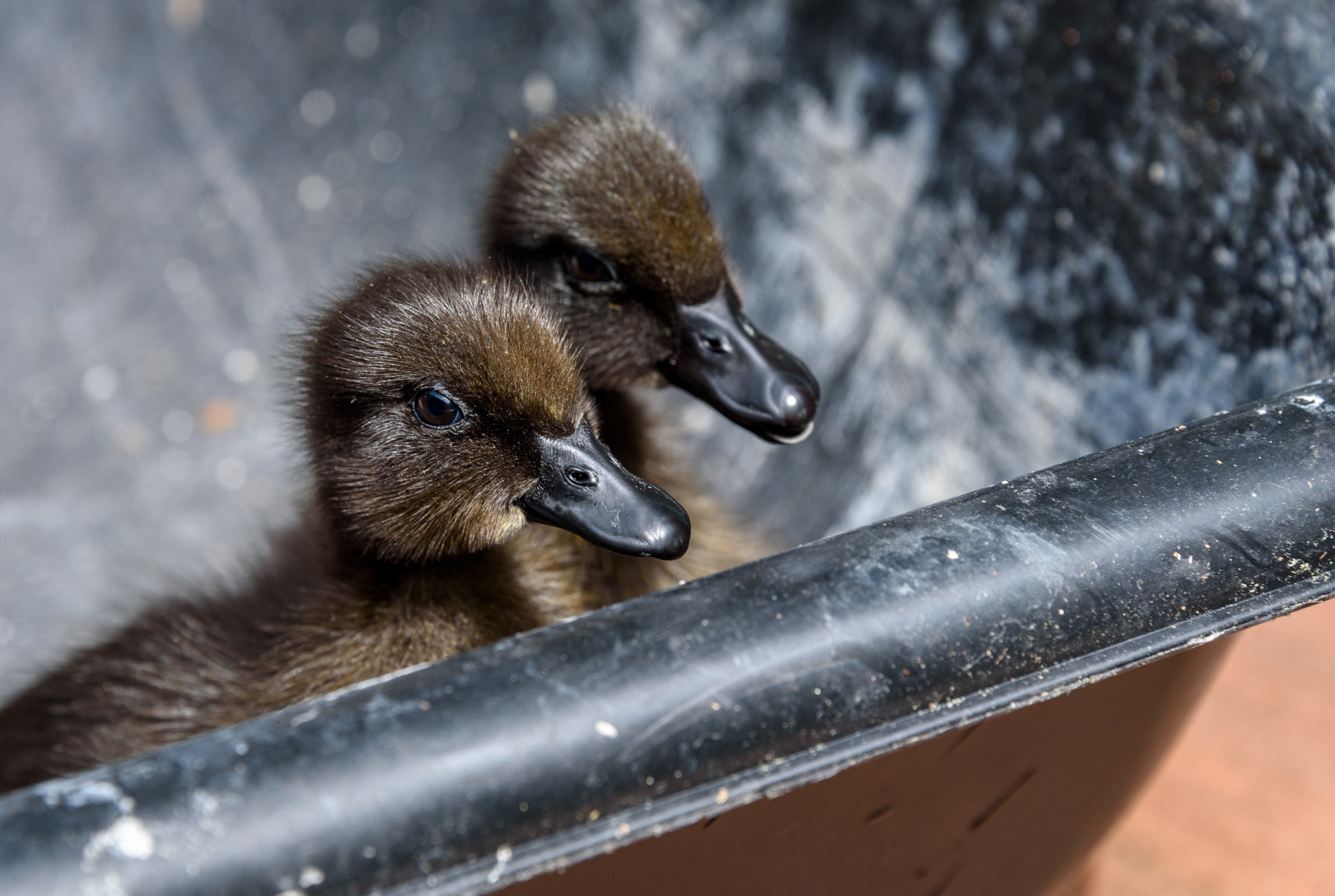 CAYUGA DUCK