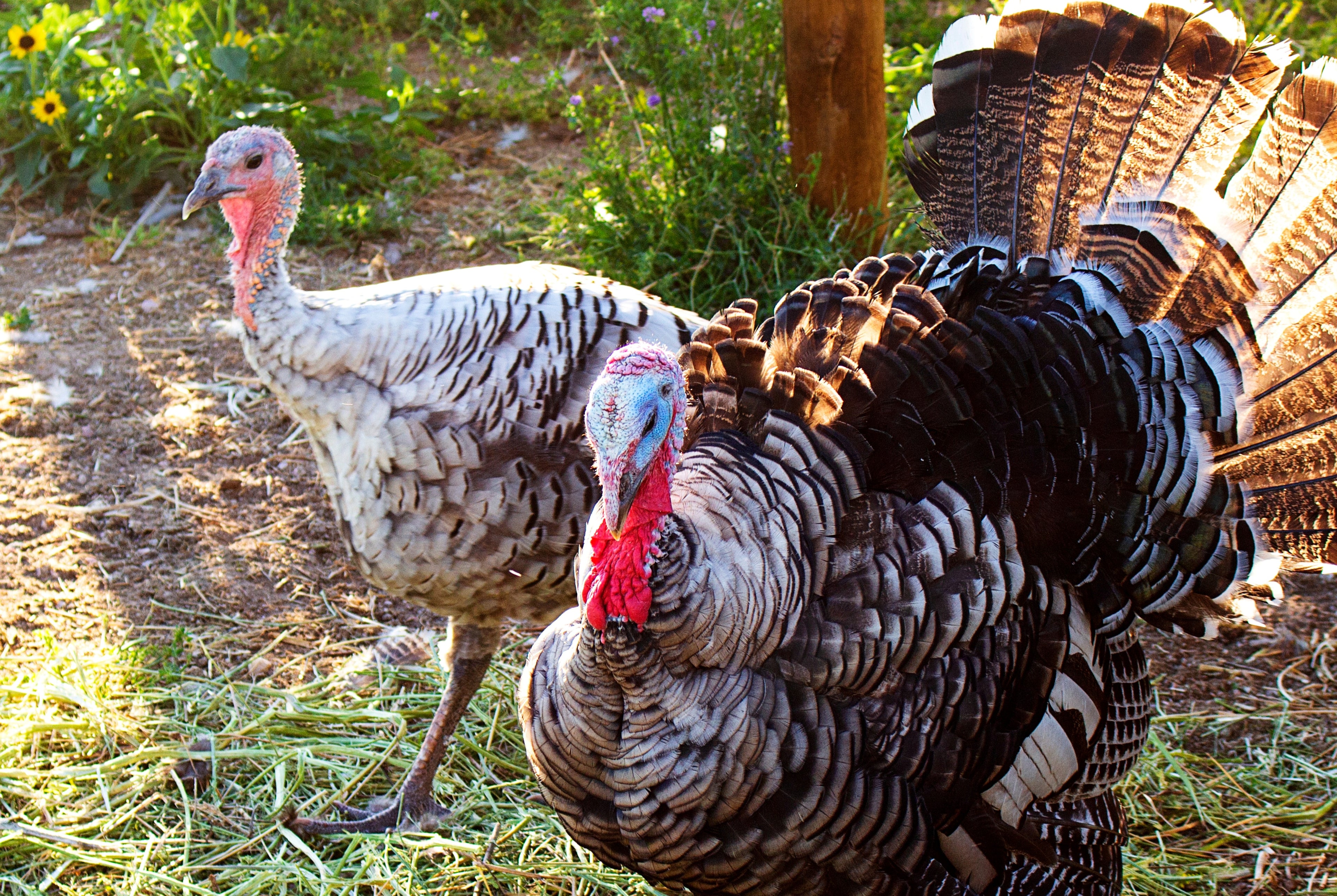 NARRAGANSETT TURKEY SR