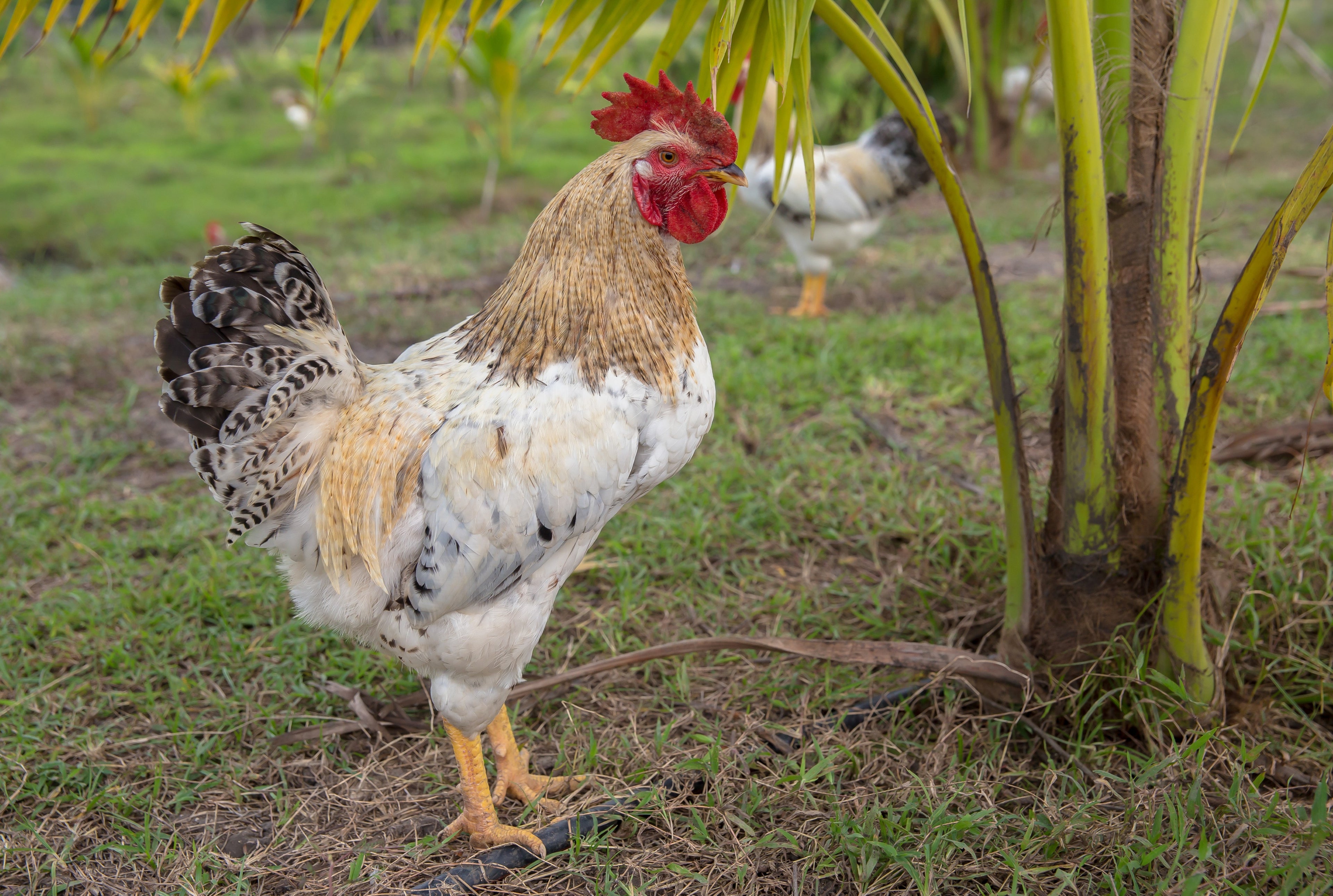 WELBAR PULLET