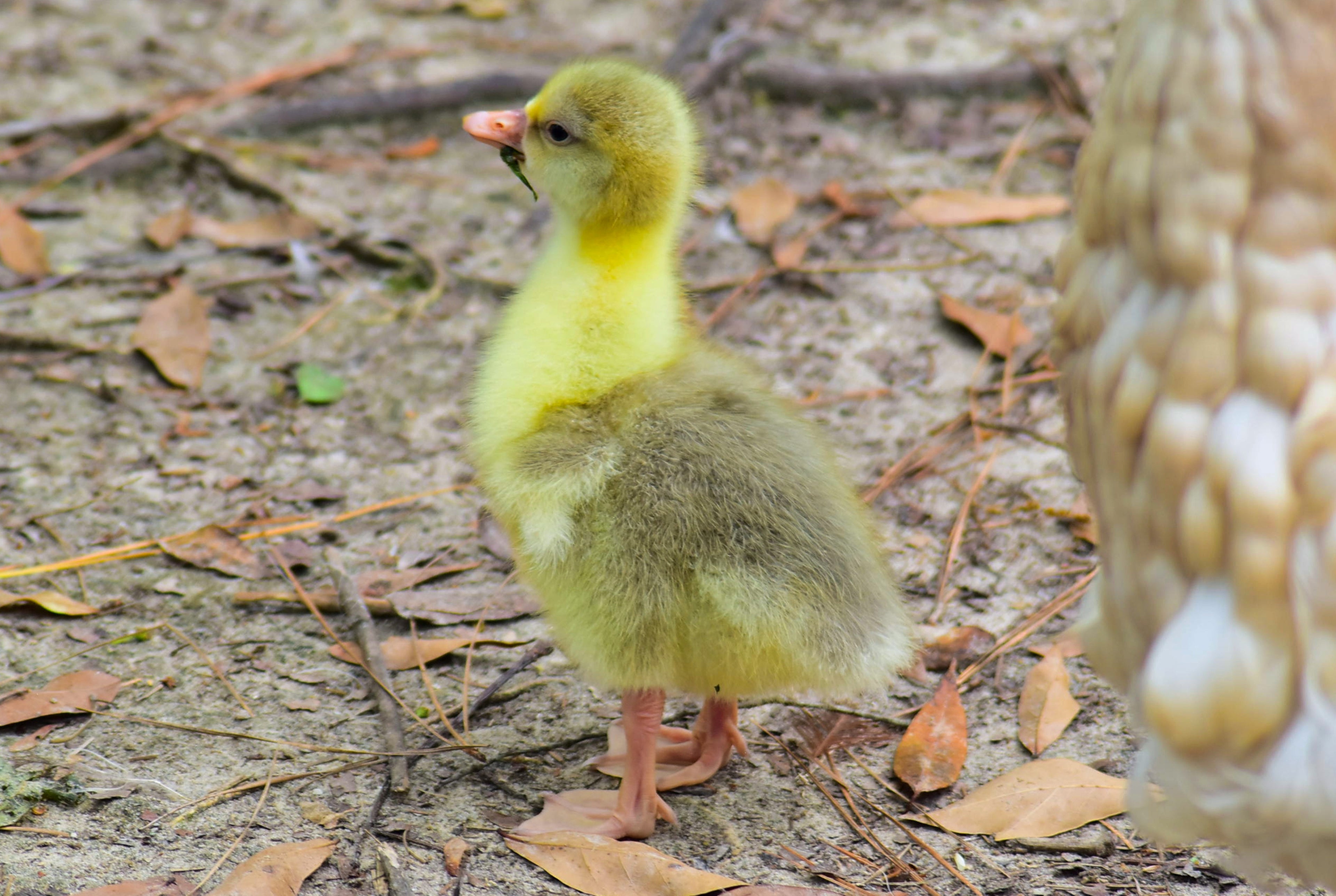 SEBASTOPOL GOOSE