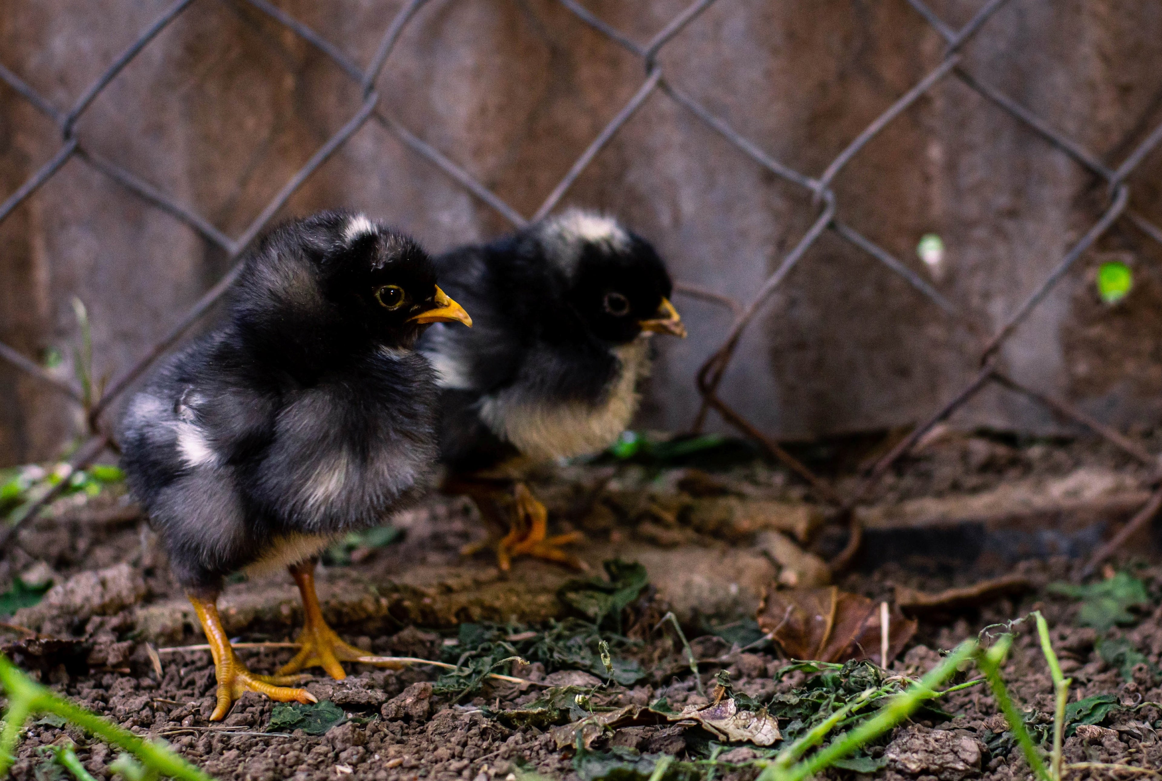 BARRED ROCK PULLET