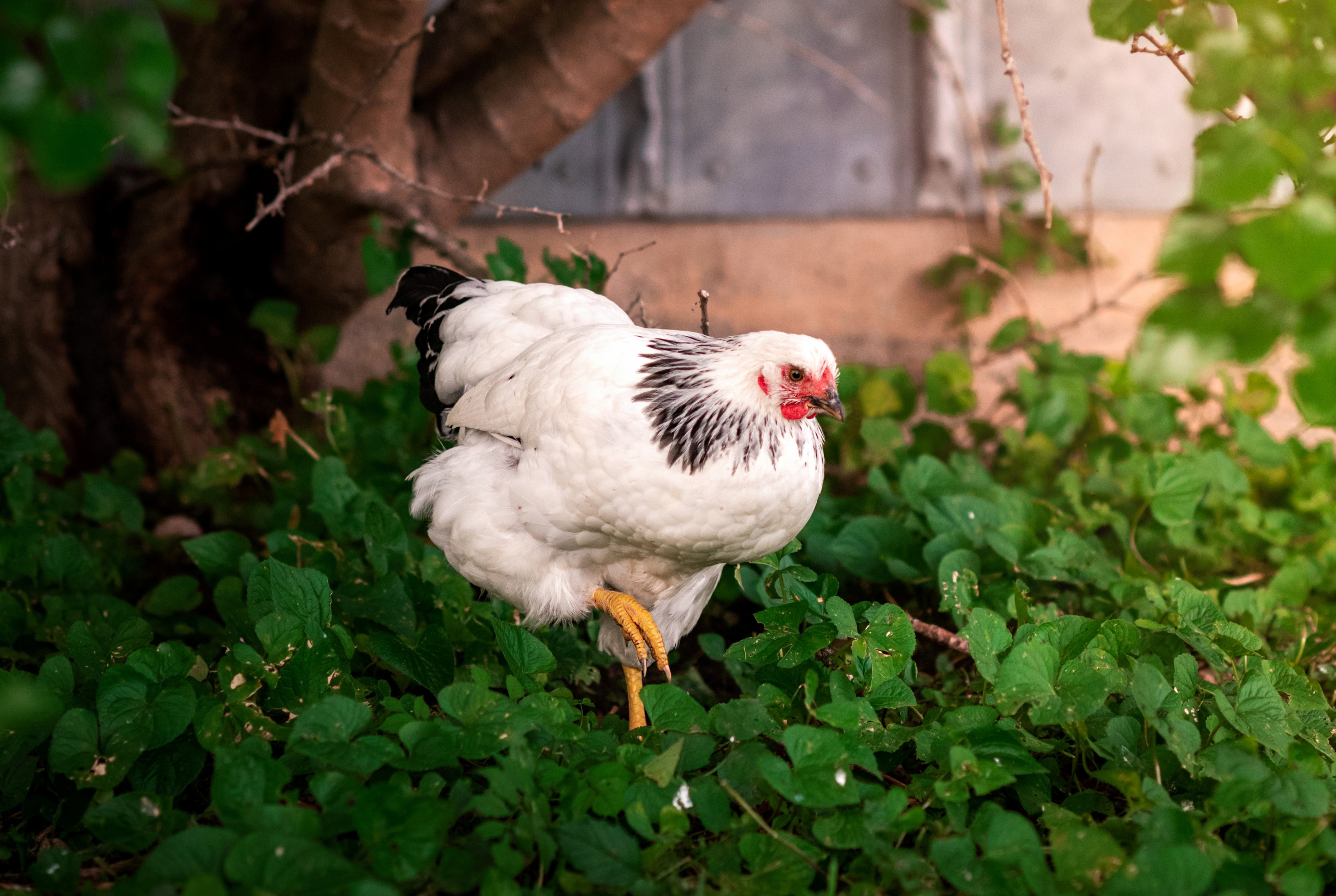 COLUMBIAN WYANDOTTE MALE