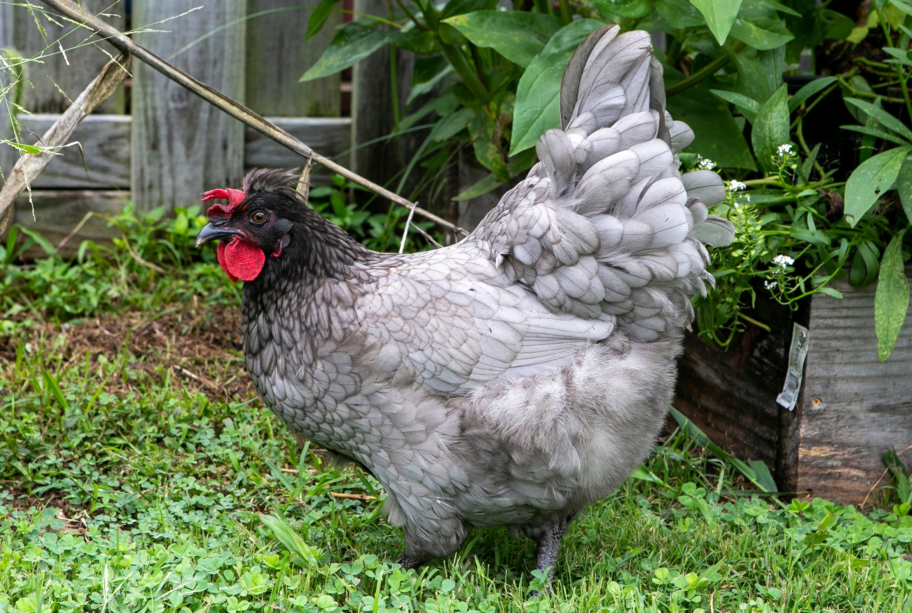 OLIVE SHELL EGGER MALE