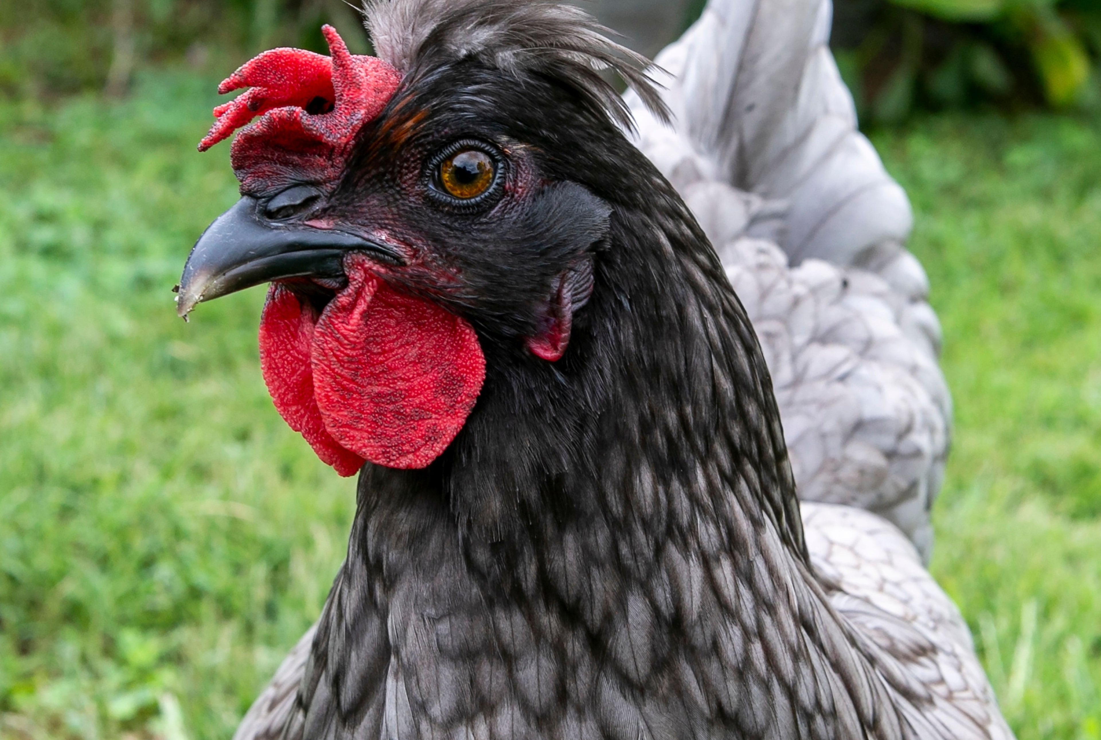 OLIVE SHELL EGGER PULLET
