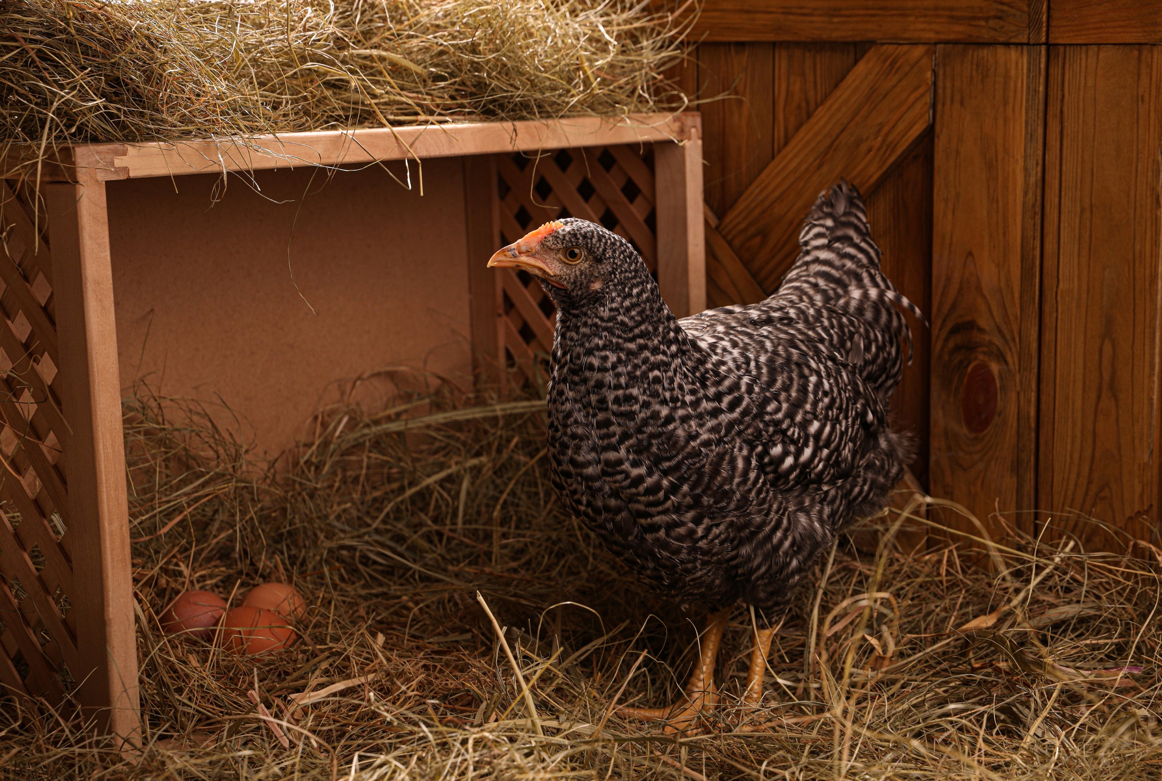 BARRED ROCK PULLET