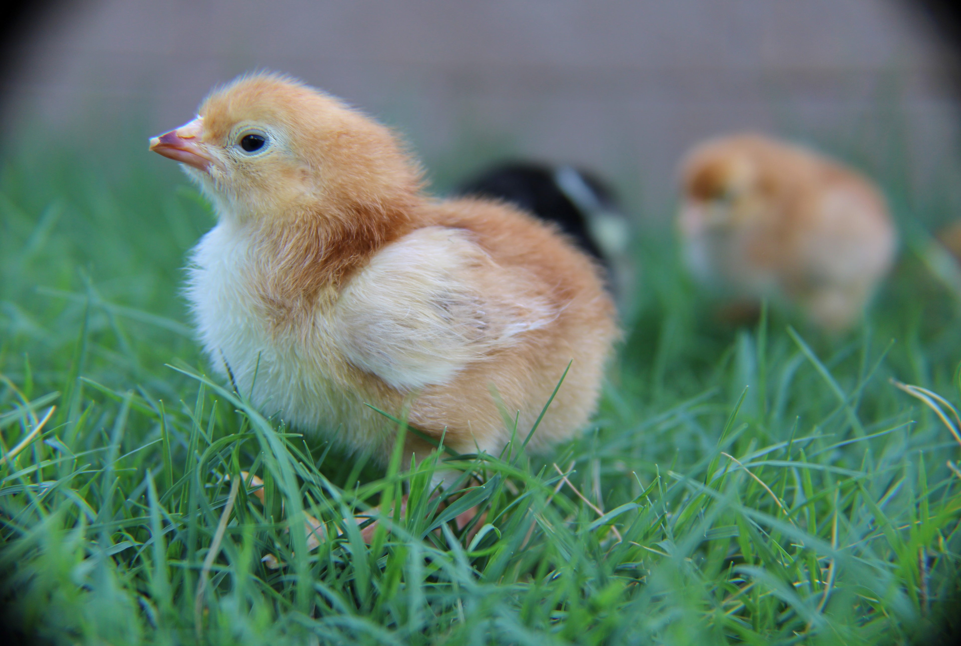 RHODE ISLAND RED MALES