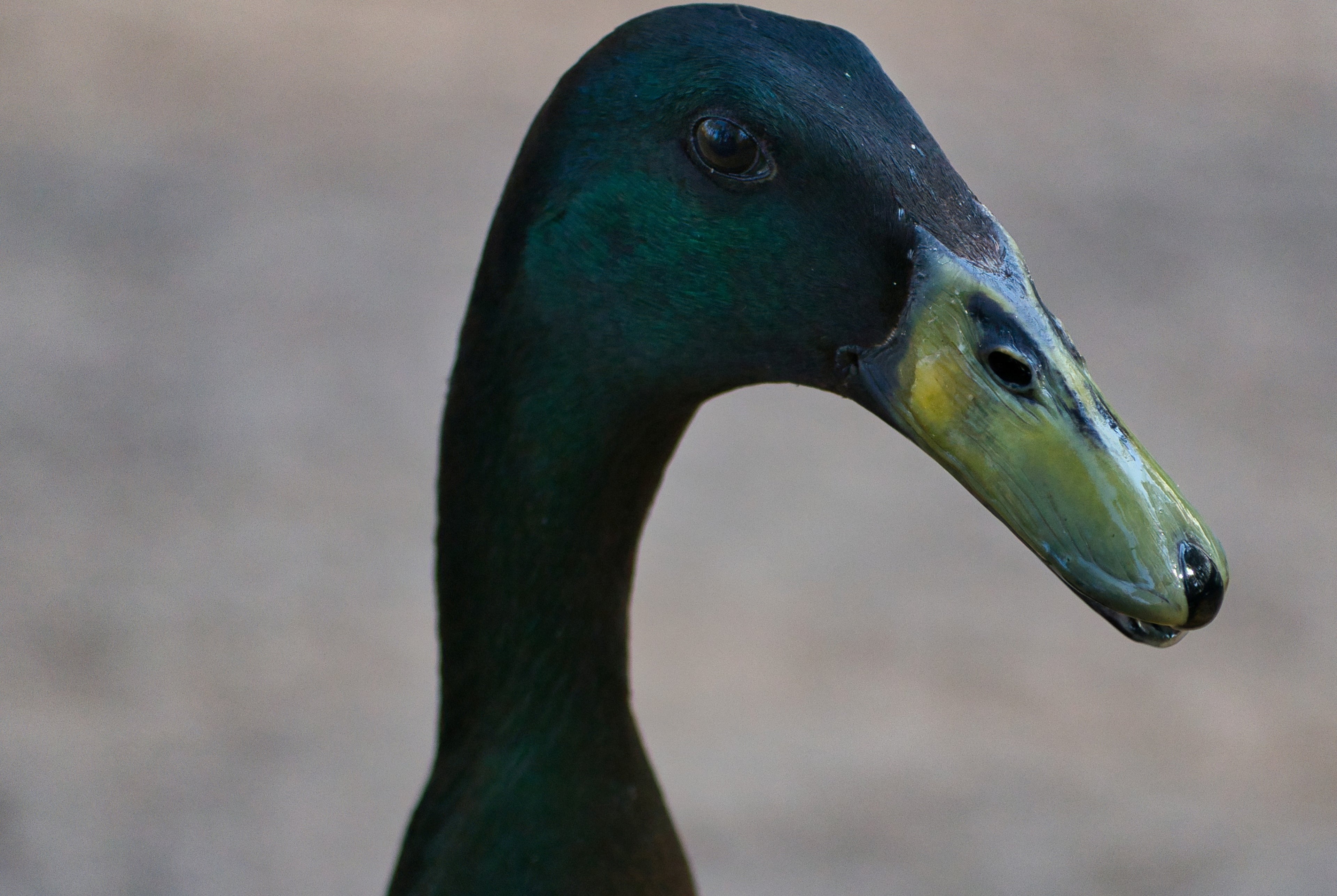 BLACK RUNNER DUCK