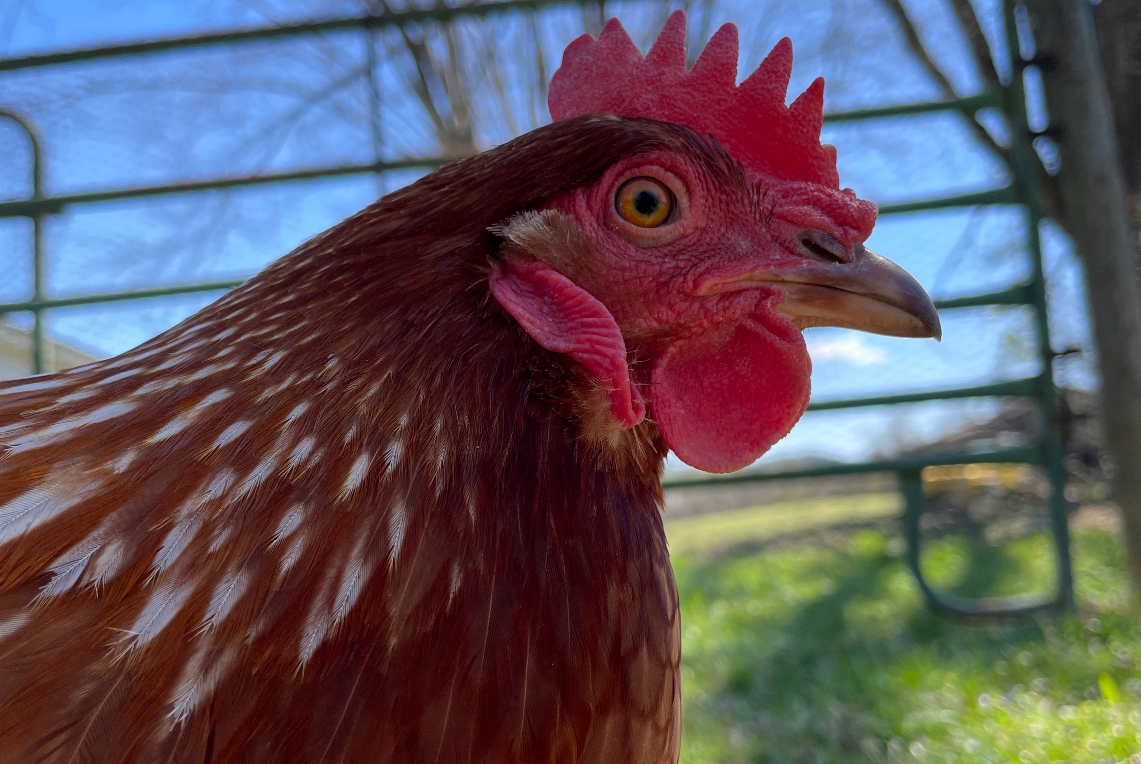 GOLDEN COMET PULLET