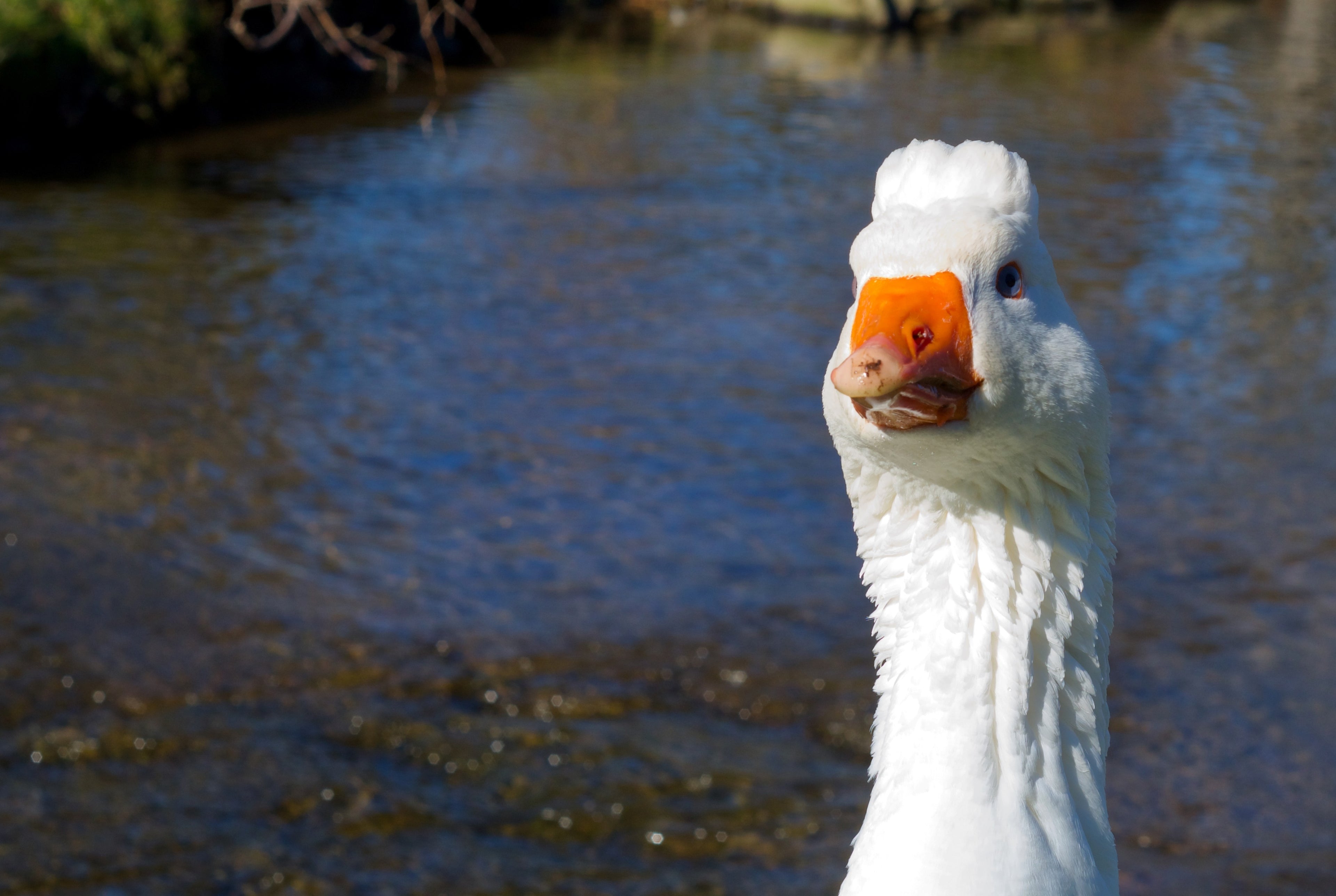 ROMAN TUFFED GOSLING