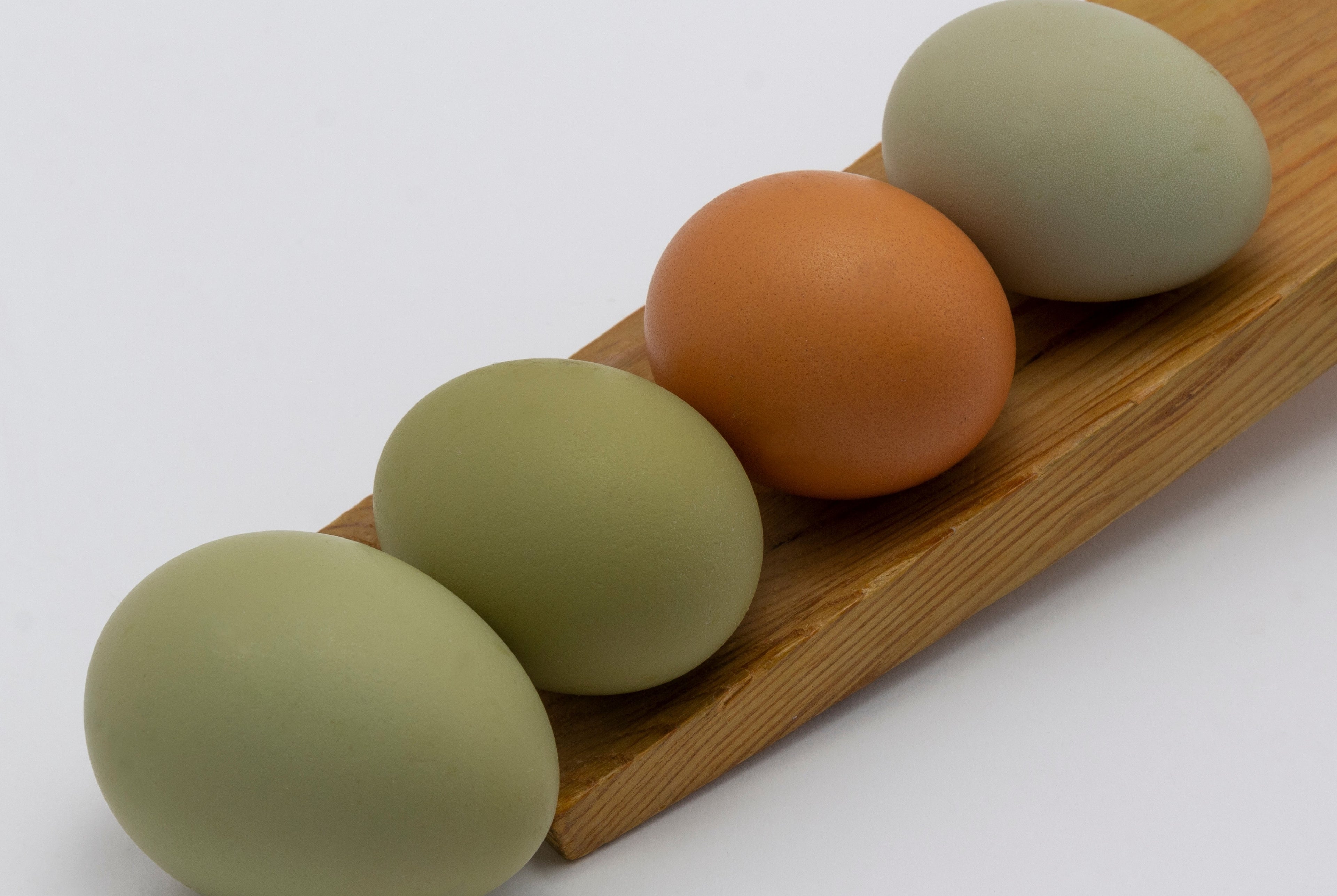 OLIVE SHELL EGGER SR