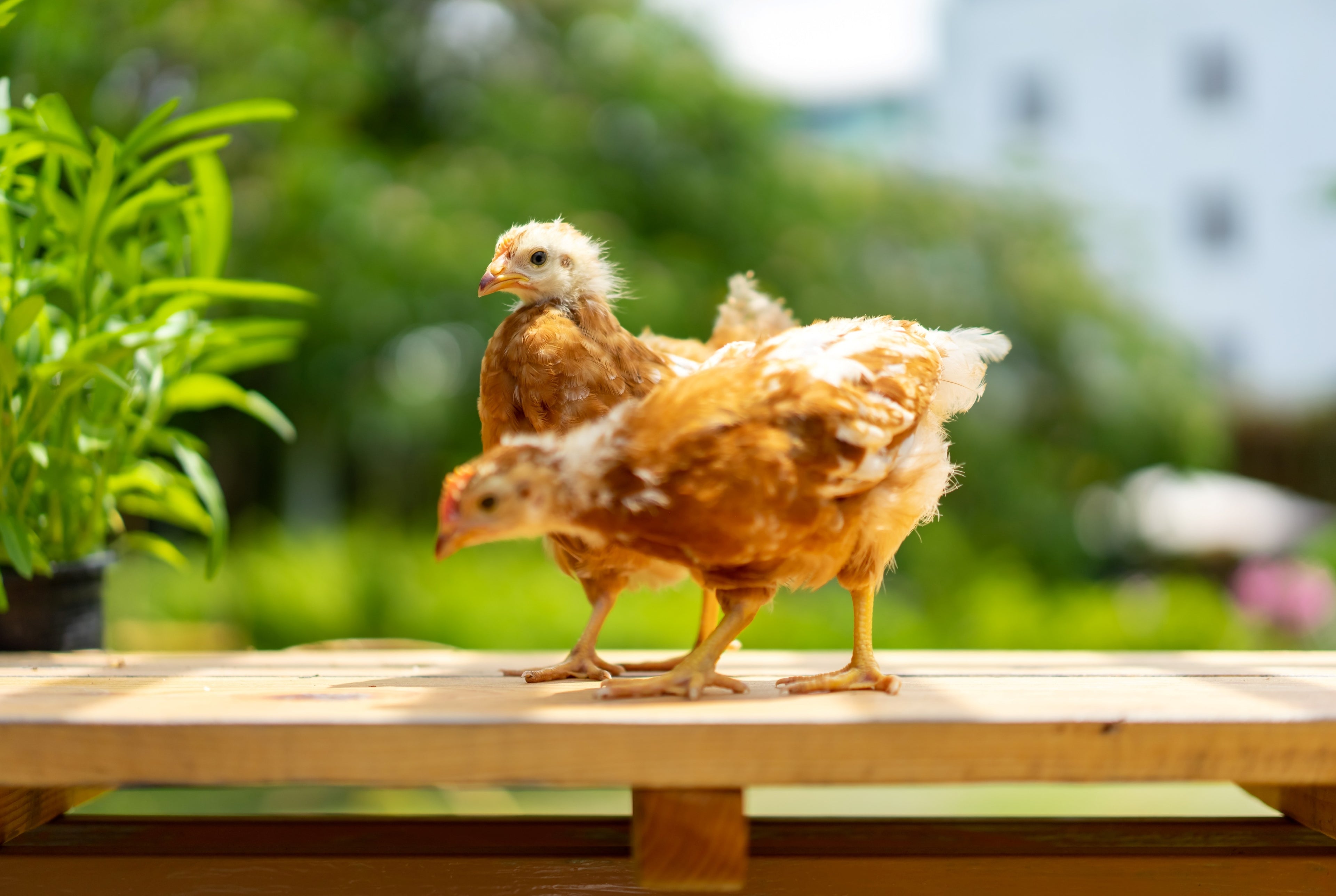 RHODE ISLAND RED MALES