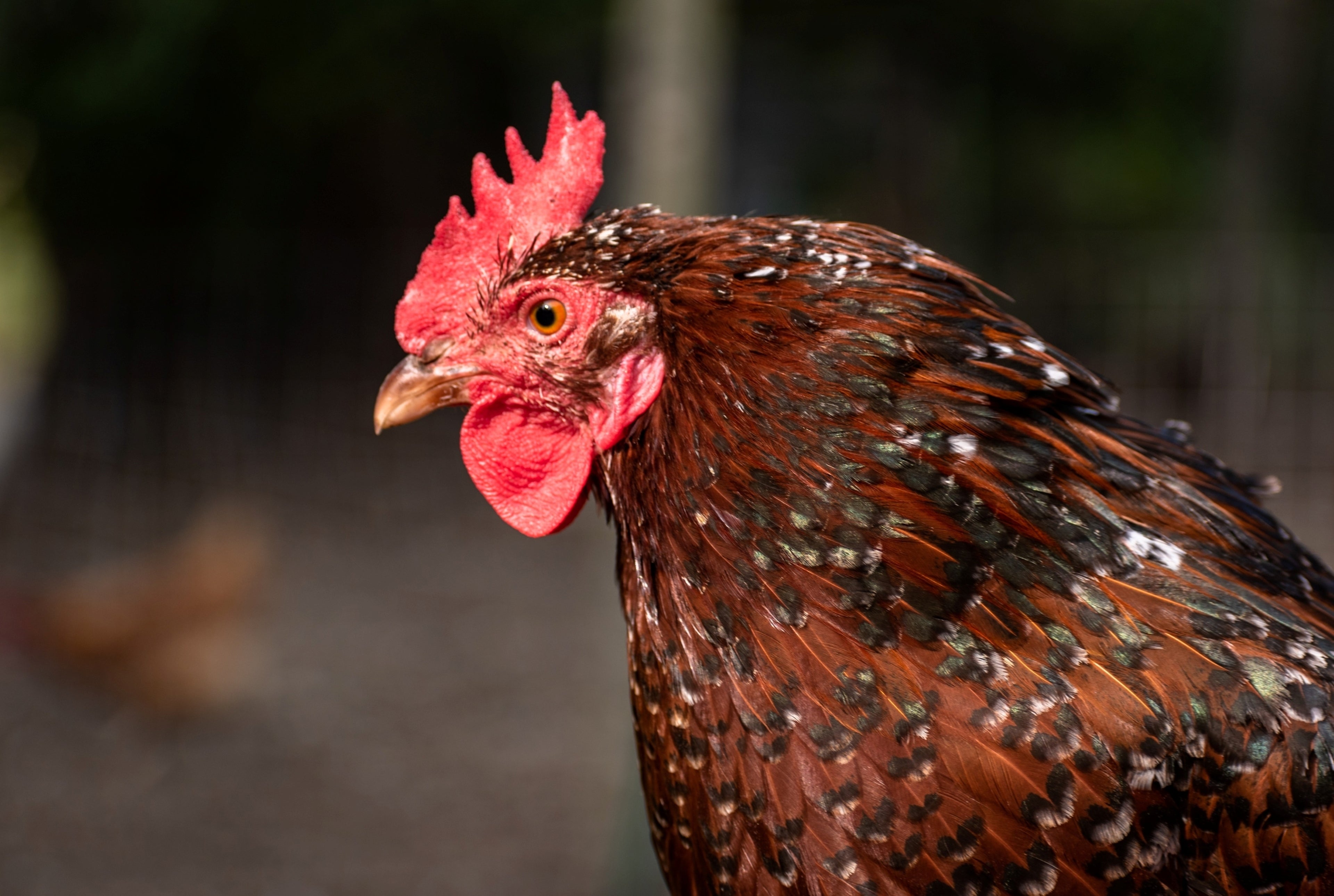 SPECKLED SUSSEX SR