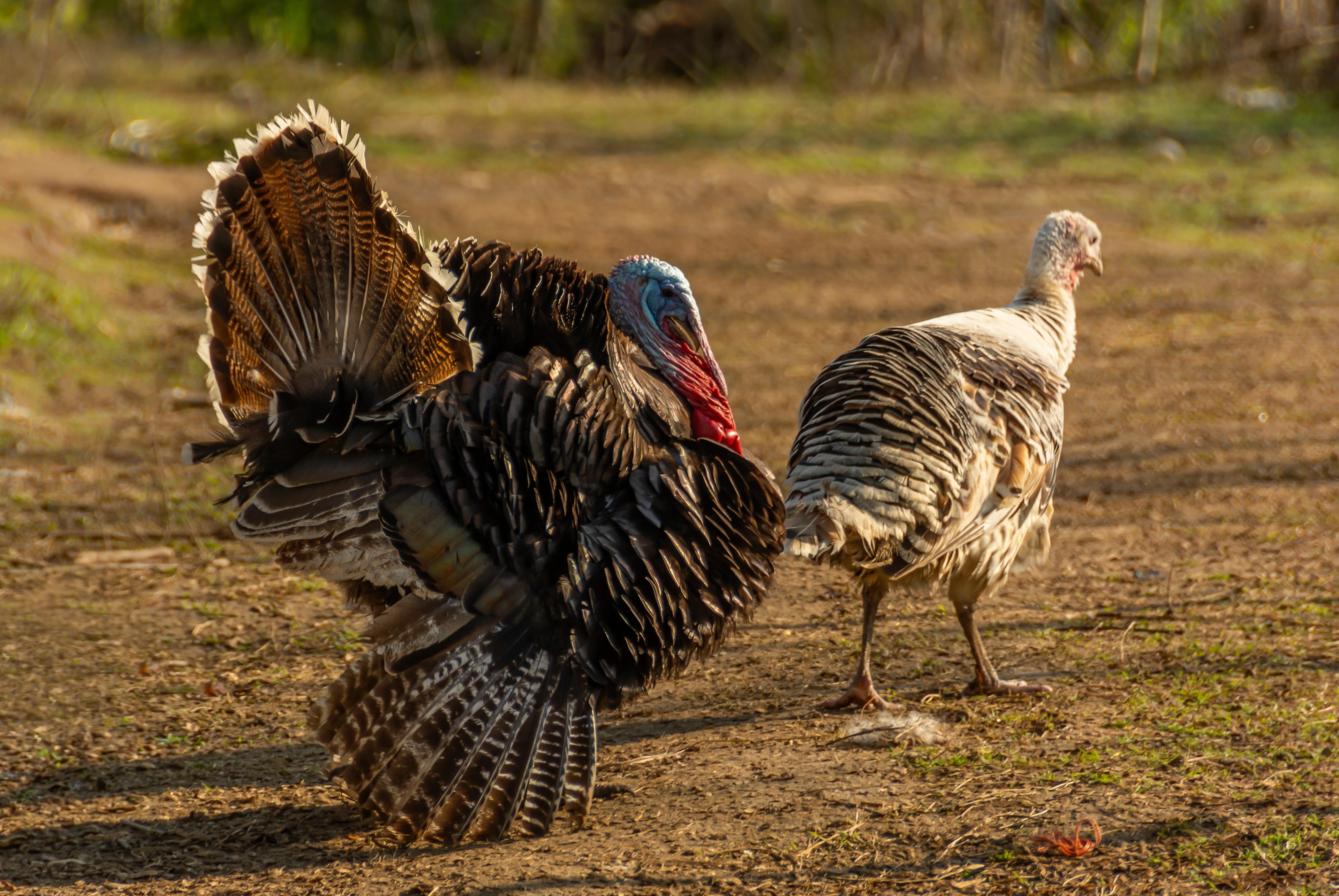 STANDARD BRONZE TURKEY SR