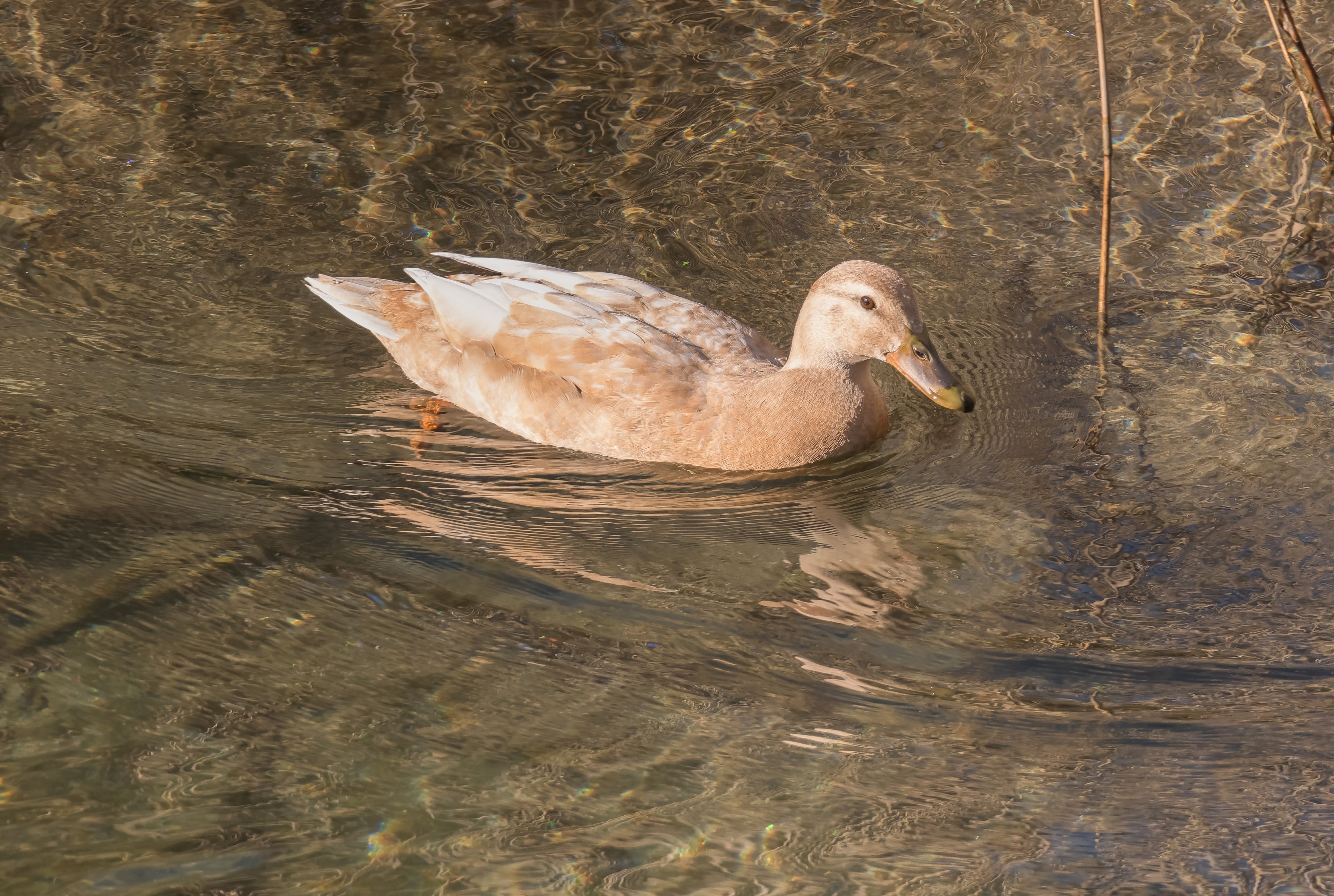 SAXONY DUCK