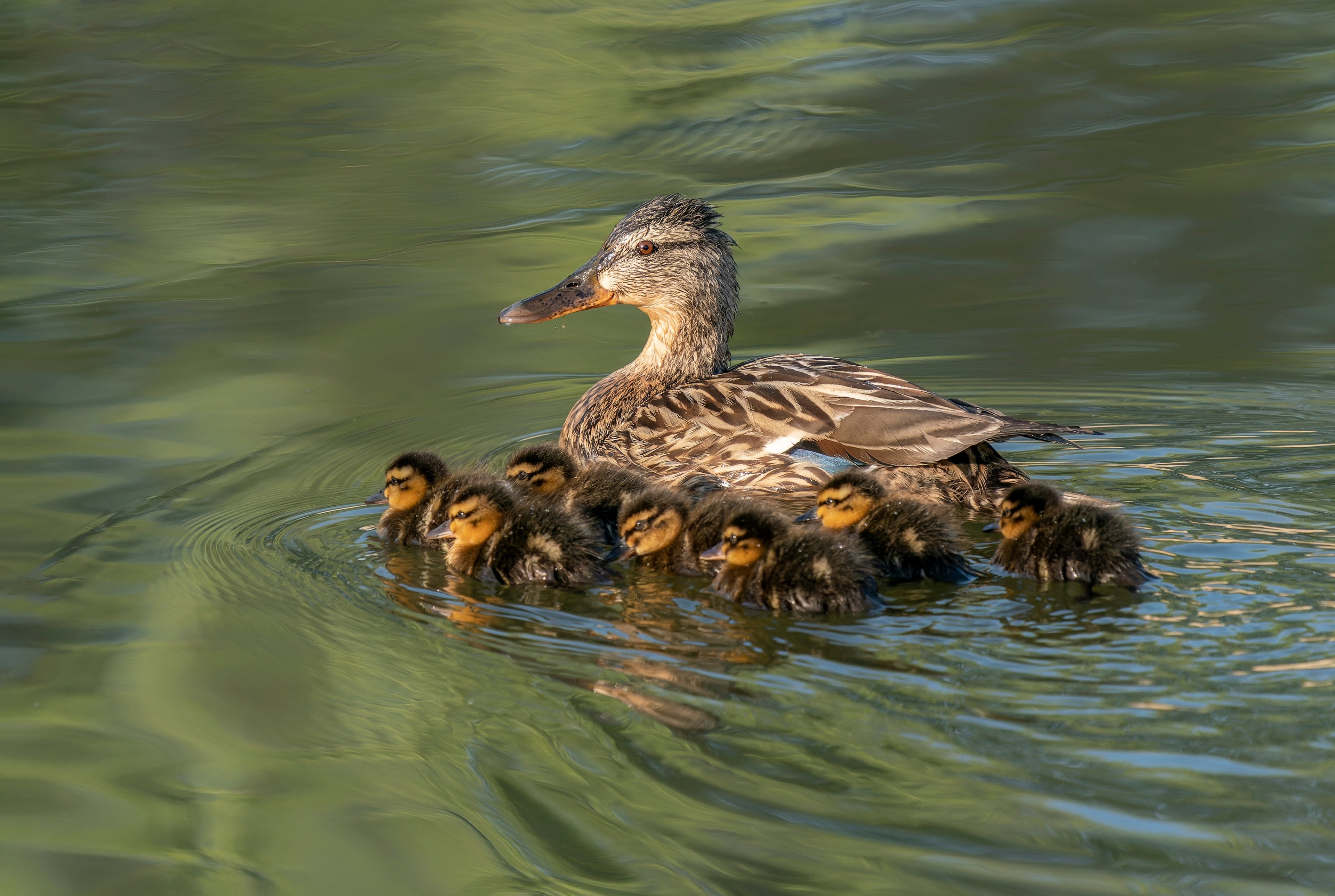MALLARD DUCK