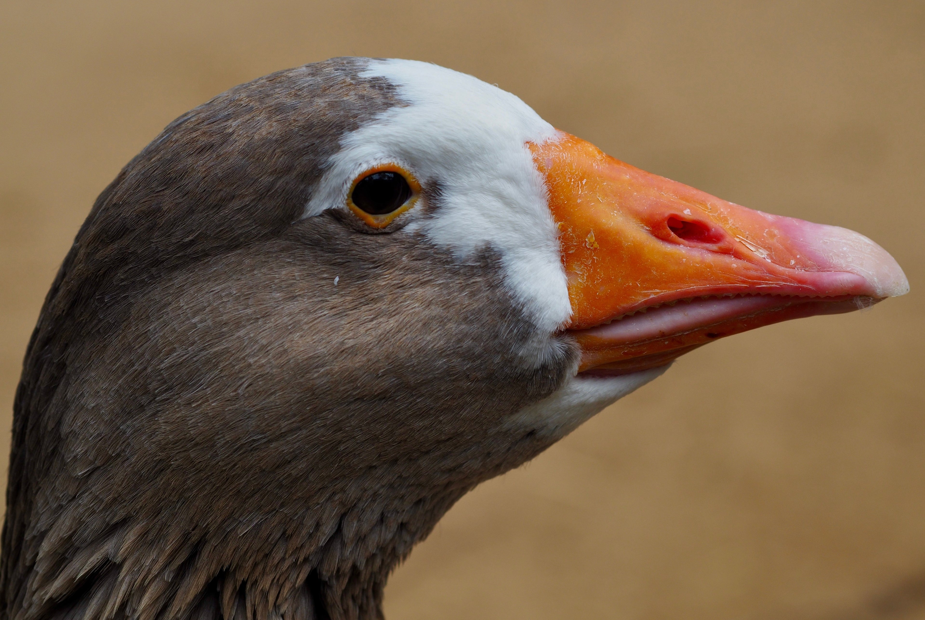 PILGRIM GOSLING