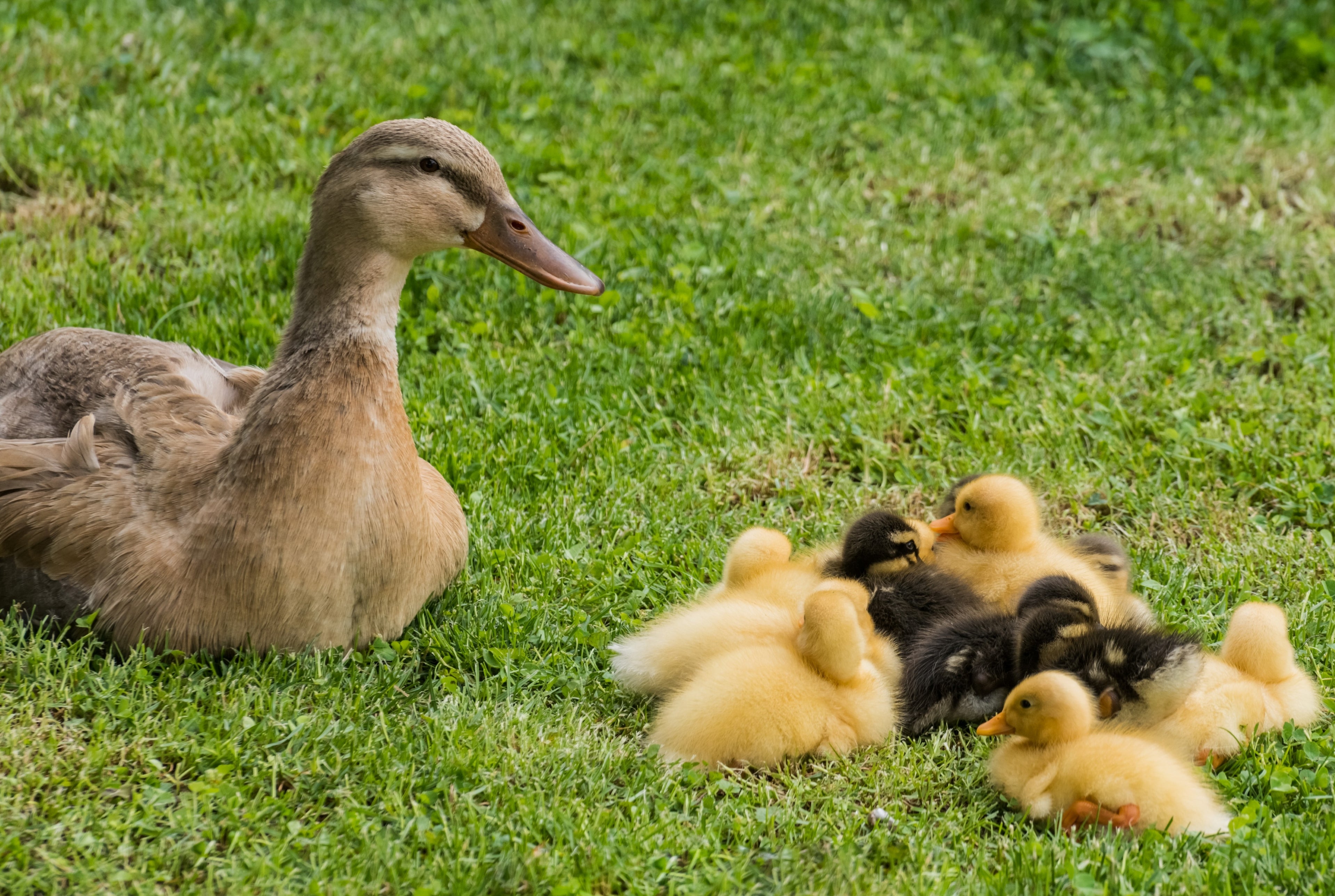 ASSORTED RUNNER DUCKS