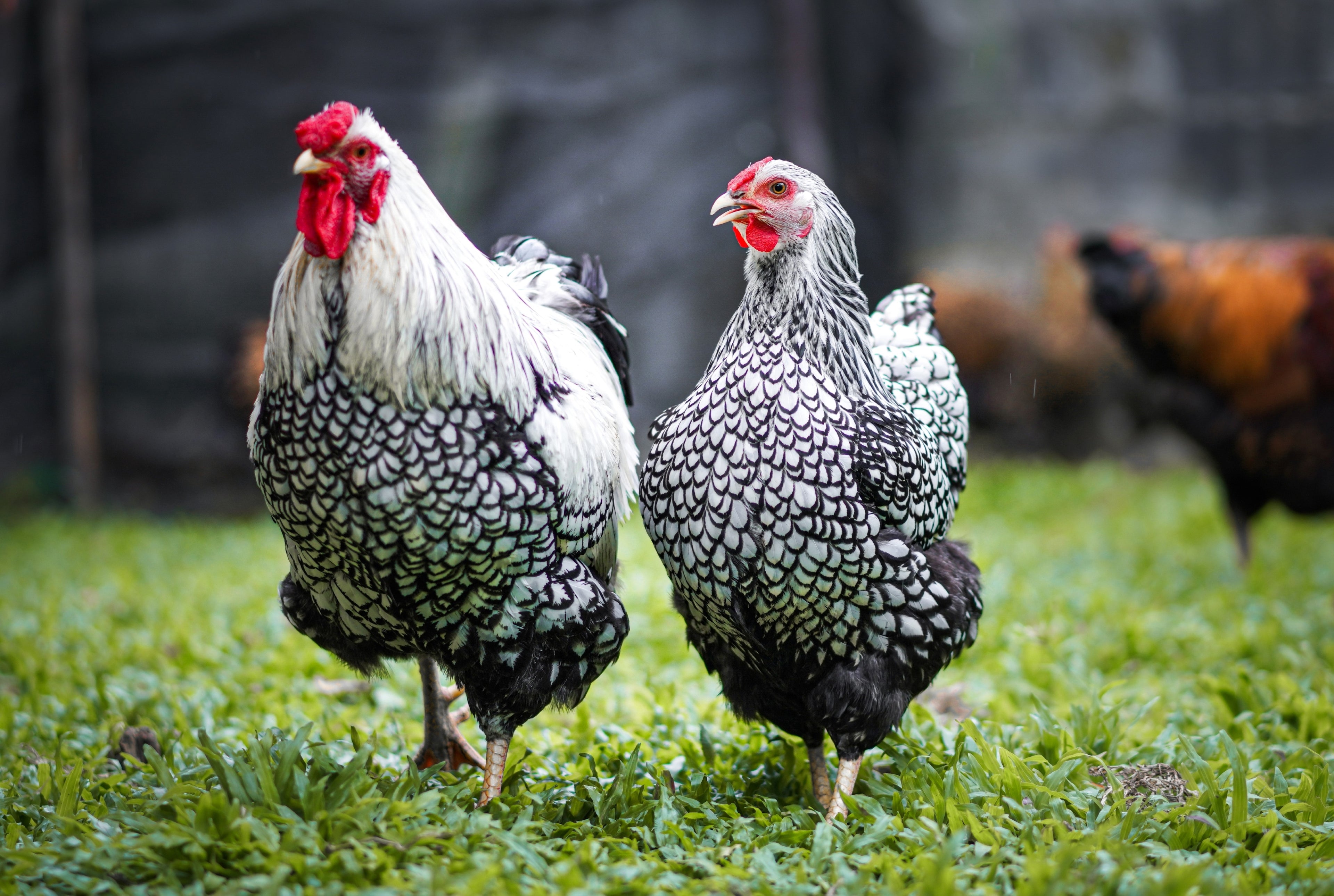 SILVER LACED WYANDOTTE MALE