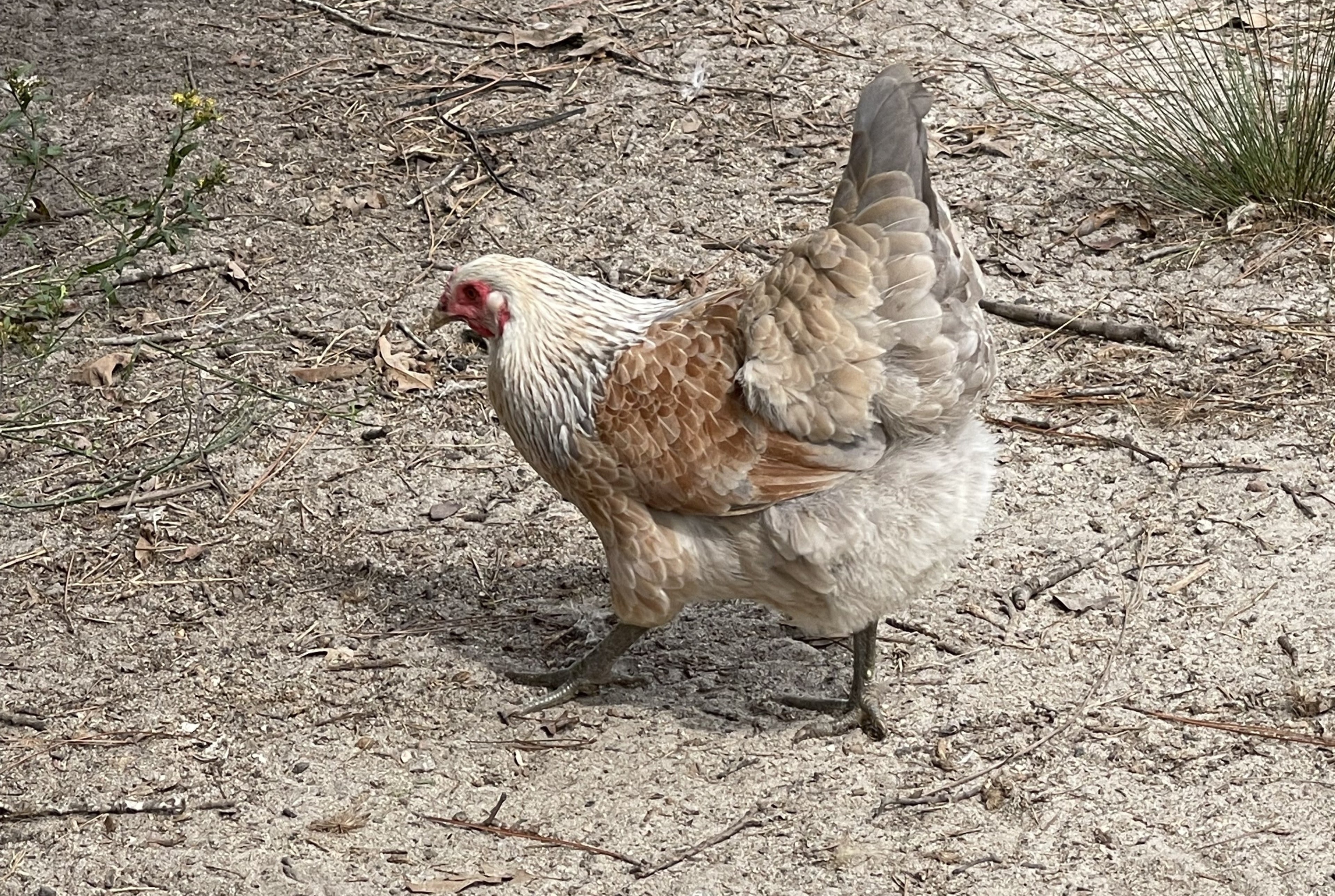 AMERICANA MALE