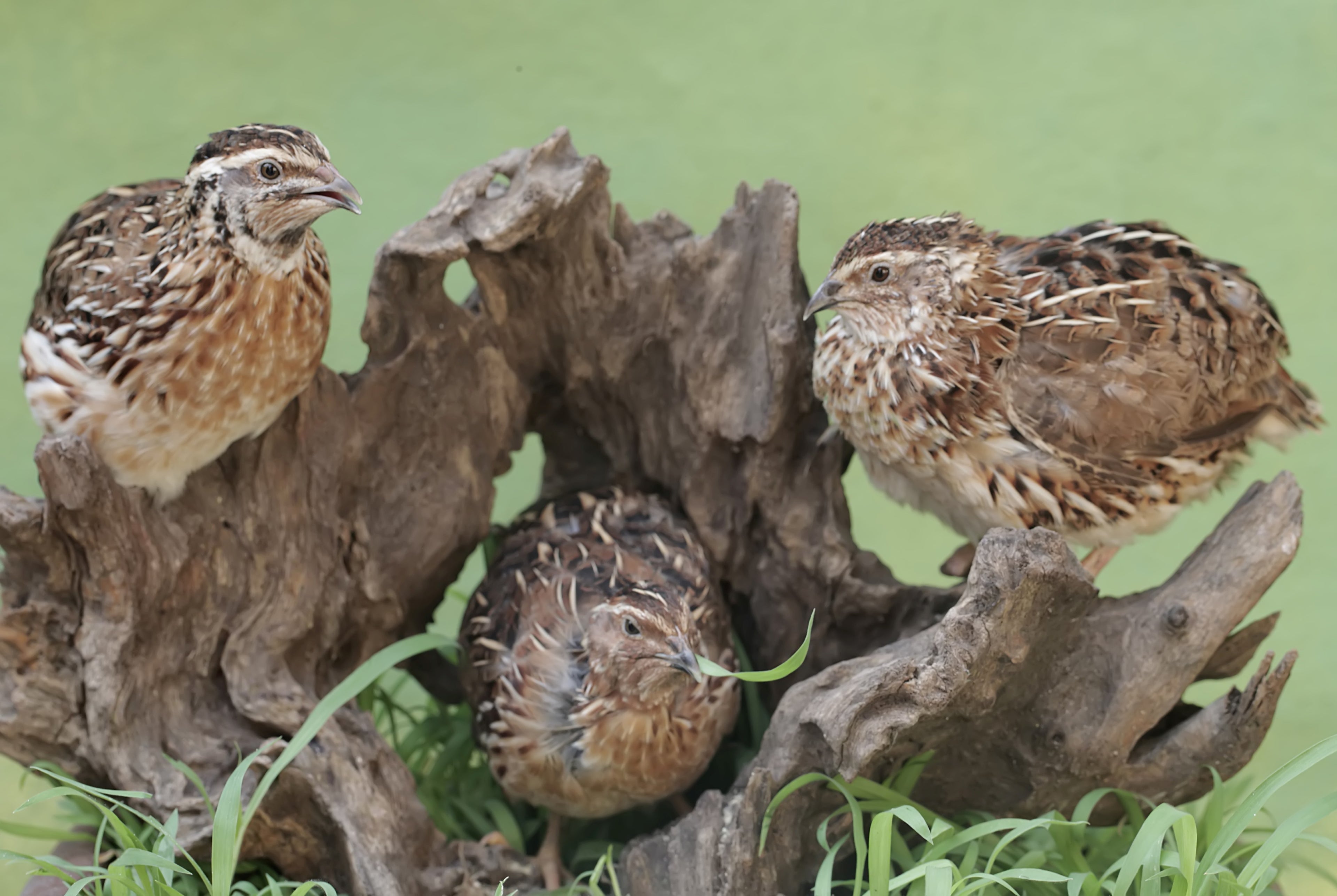 COTURNIX QUAIL