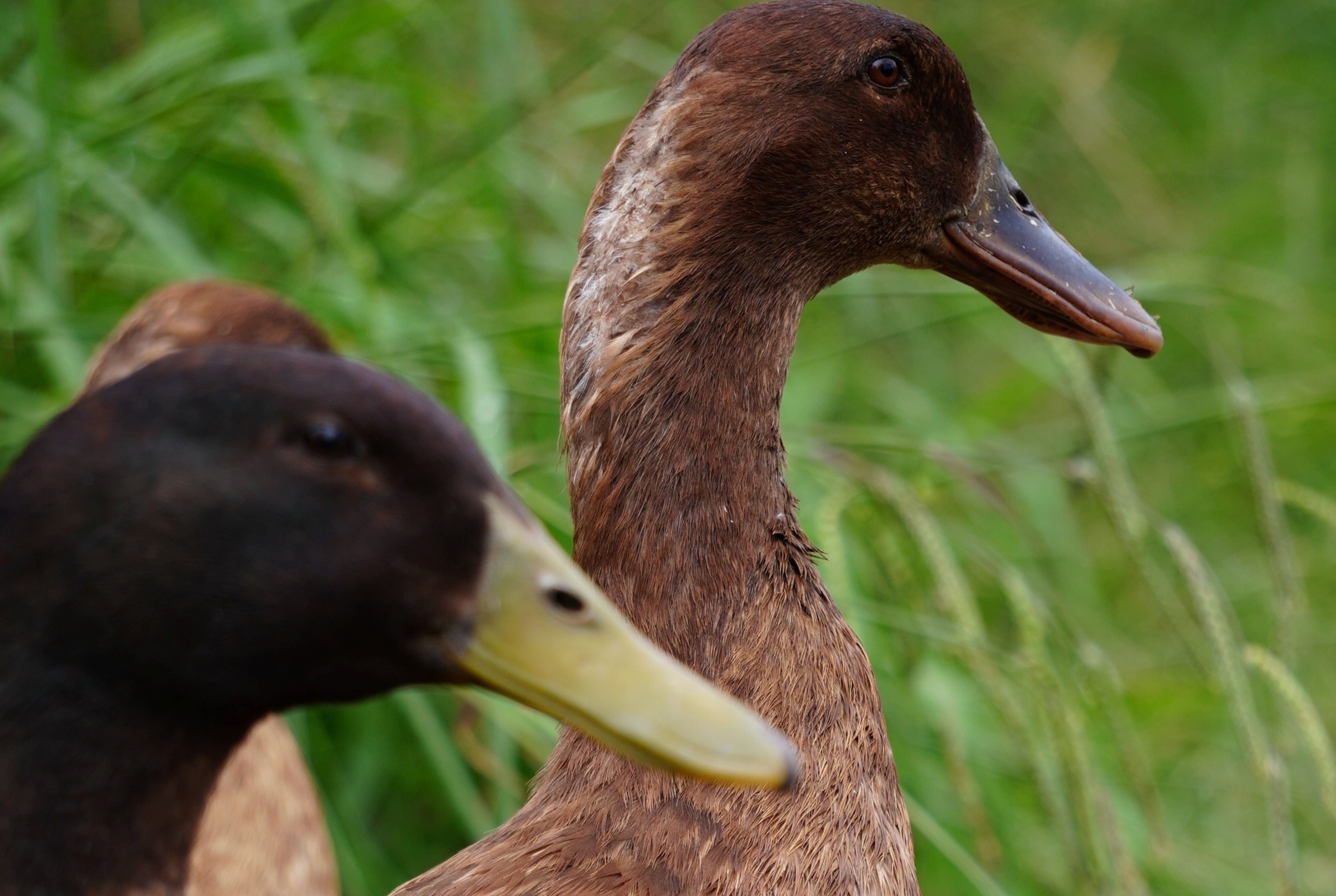 KHAKI CAMPBELL DUCK