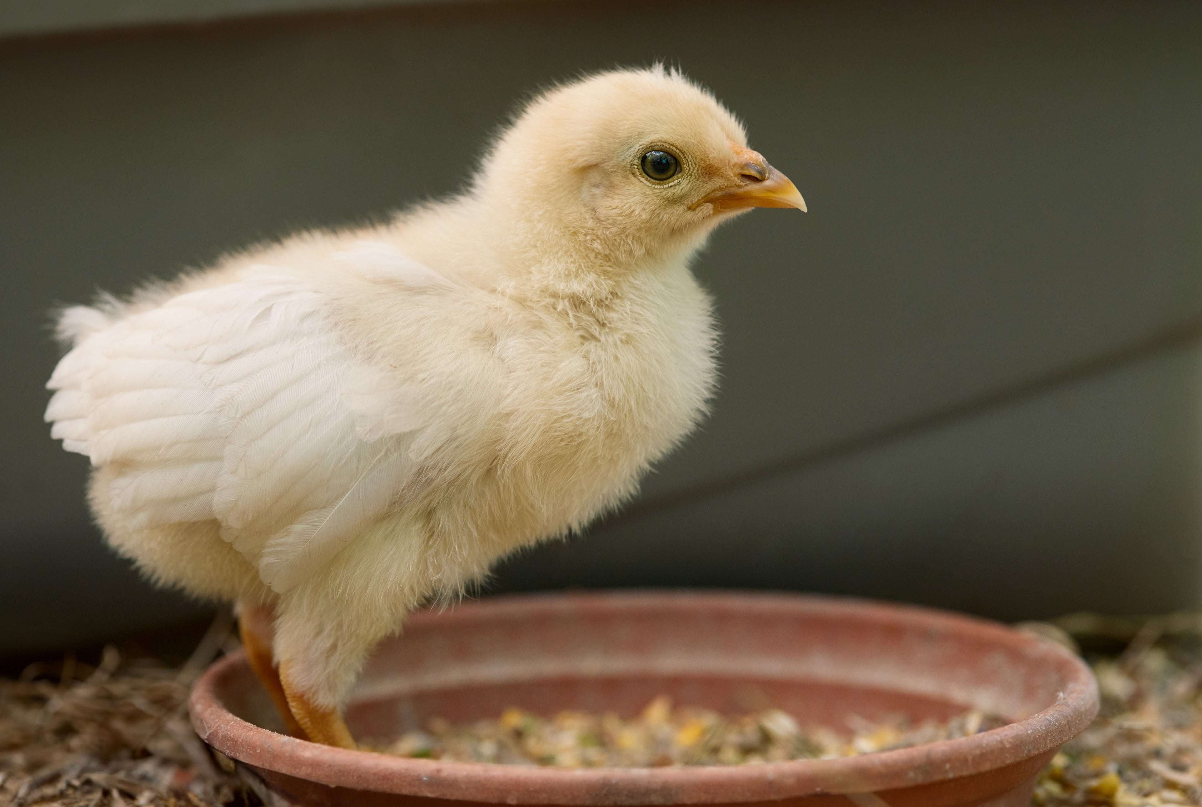AMBERLINK PULLET
