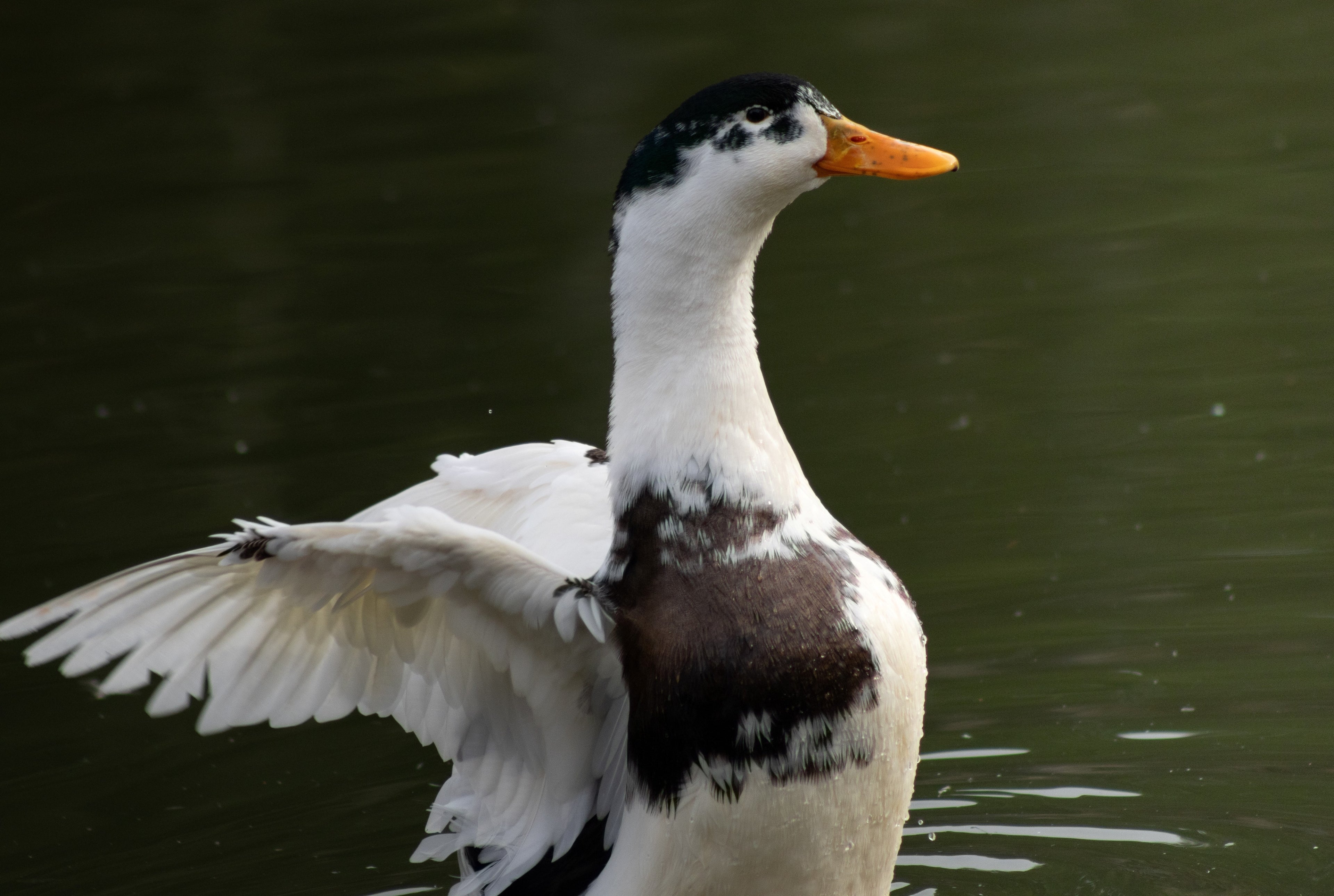 MAGPIE DUCK