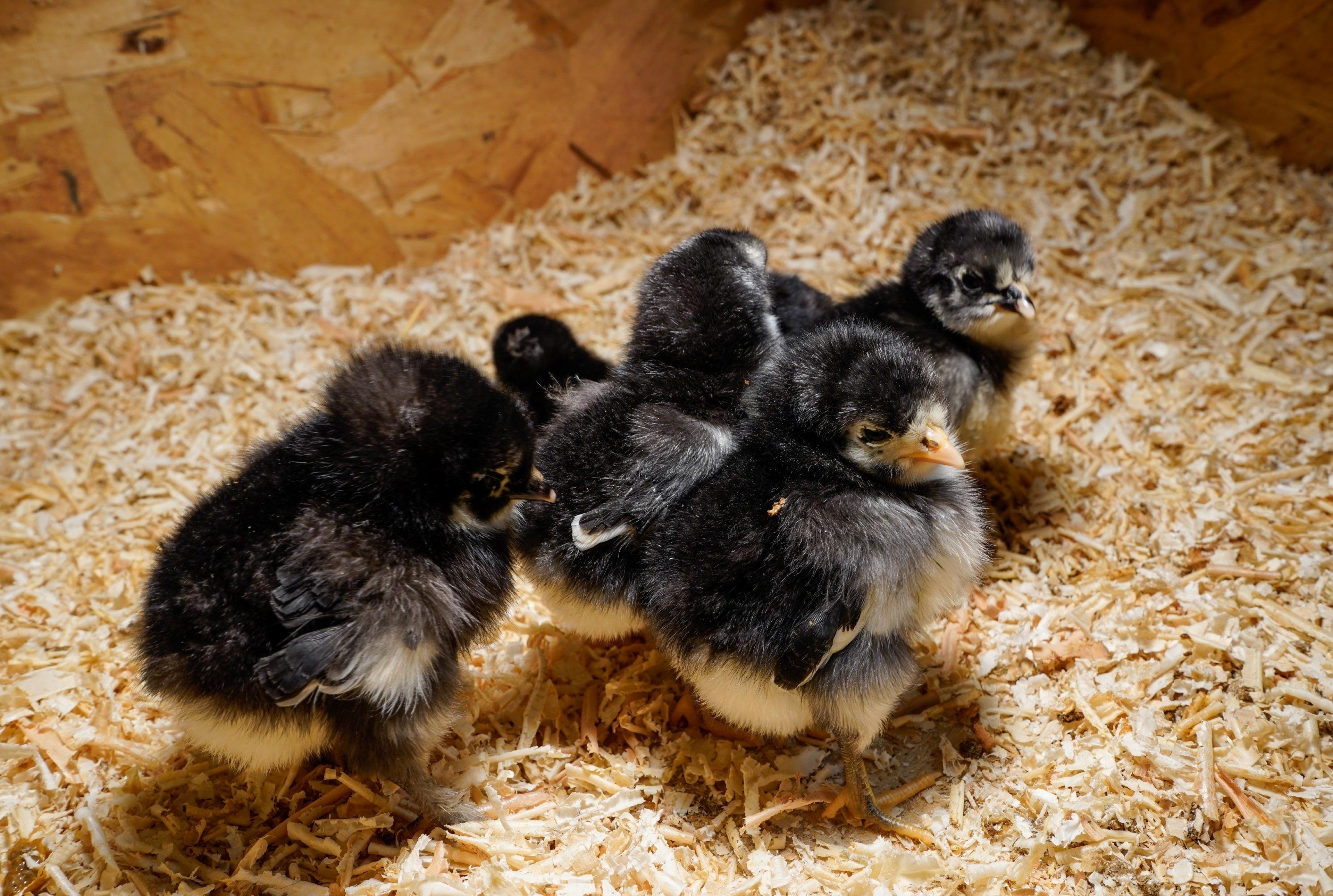 BLACK AUSTRALORP MALE