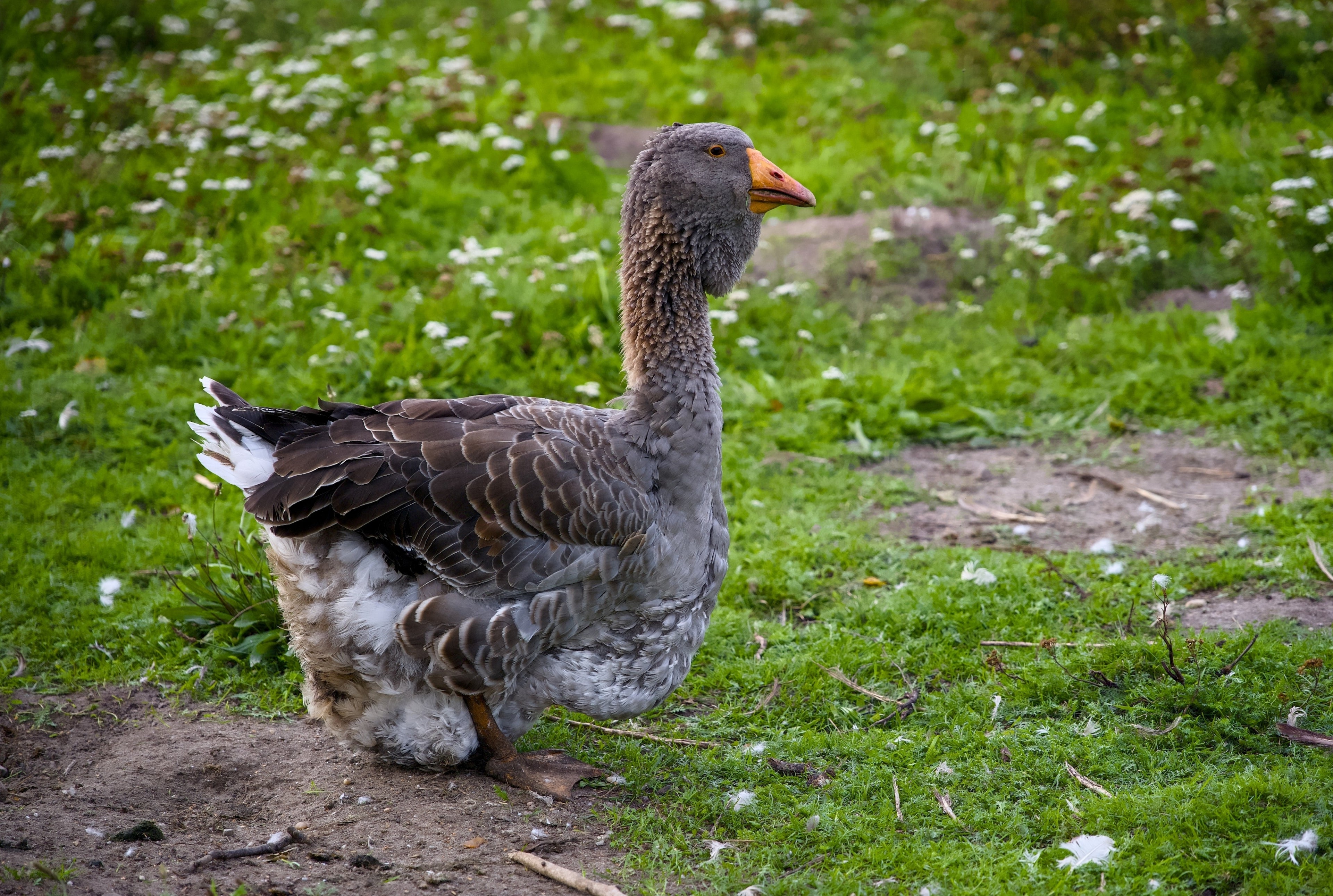 LG DEWLAP TOULOUSE GOSLING