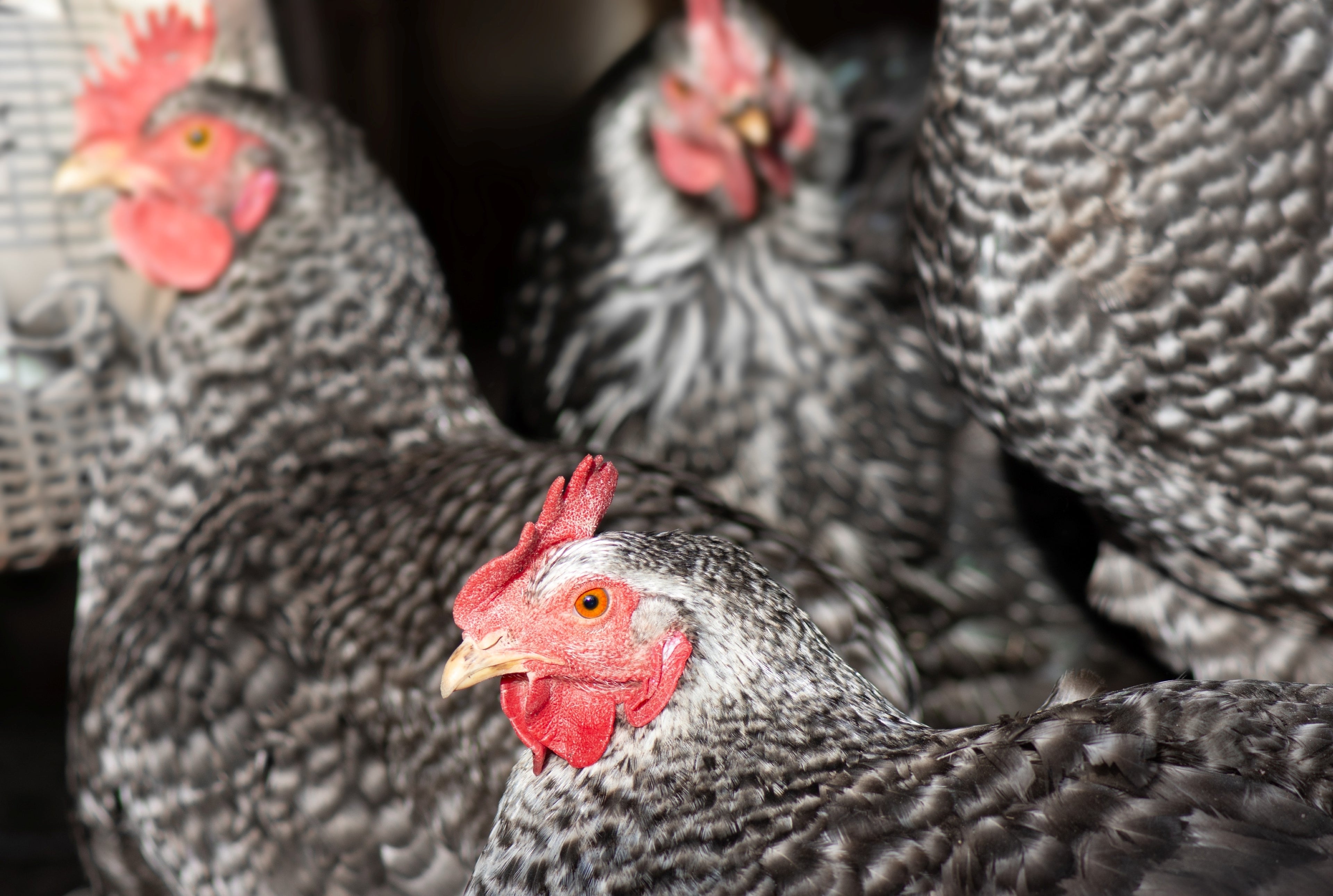 CALIFORNIA GREY PULLET